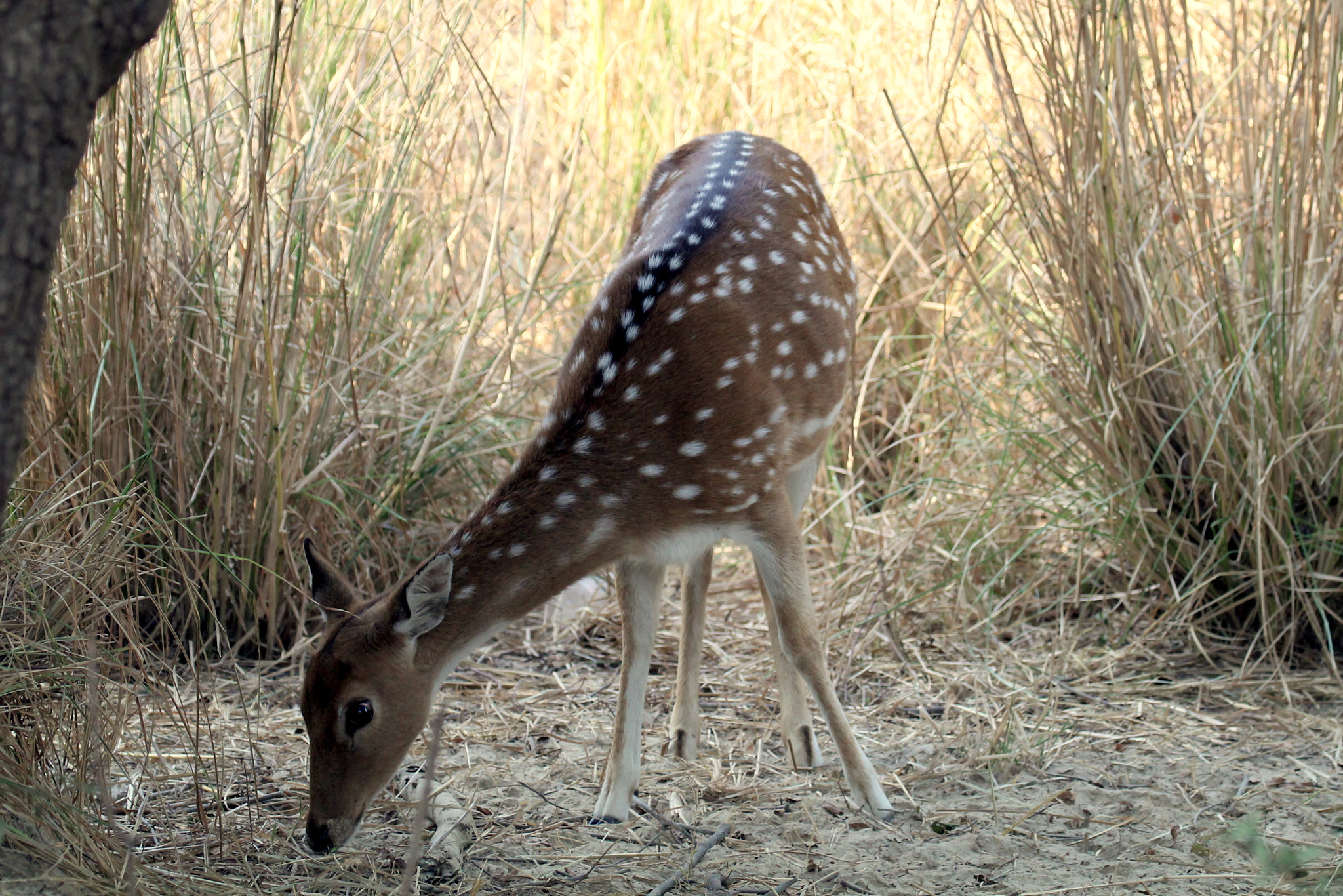 Canon EF 100-400mm F4.5-5.6L IS II USM sample photo. Spotted deer photography