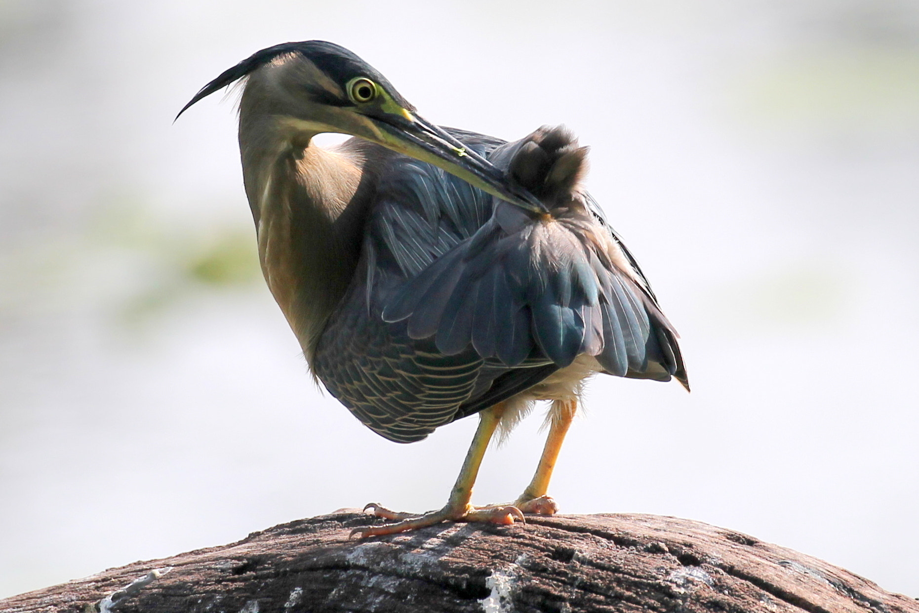 Canon EF 100-400mm F4.5-5.6L IS II USM sample photo. Little green heron photography
