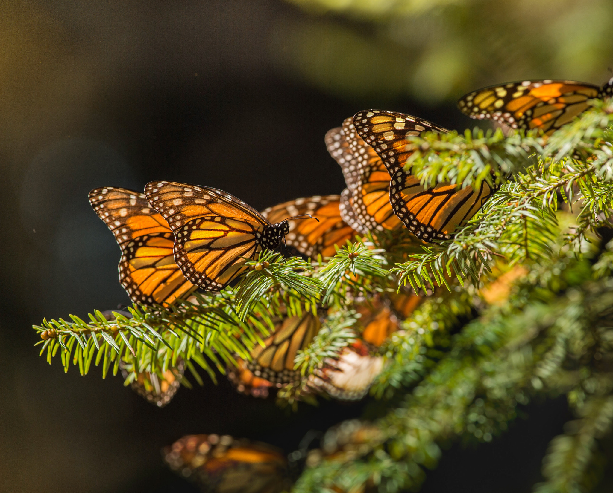 Nikon AF-S Nikkor 300mm F4D ED-IF sample photo. Monarch butterfly photography