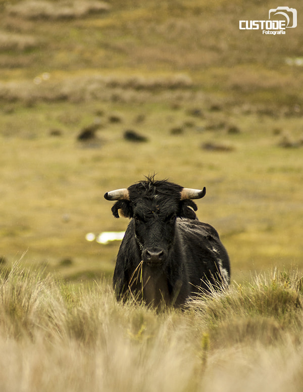 Sony 75-300mm F4.5-5.6 sample photo. Imponente toro de lidia photography