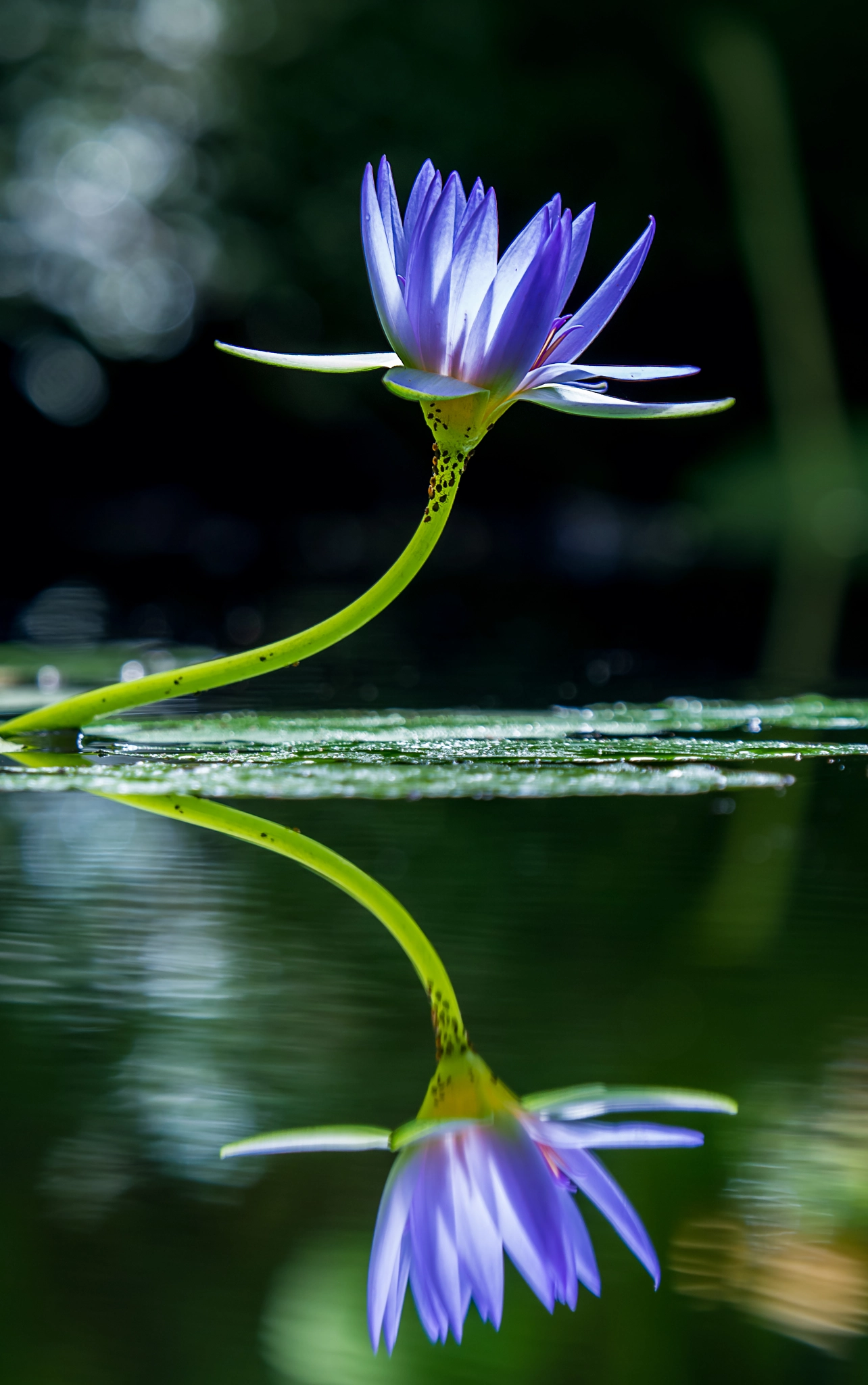 Olympus OM-D E-M10 + Olympus M.Zuiko Digital ED 40-150mm F2.8 Pro sample photo. Refelct - water lilly photography