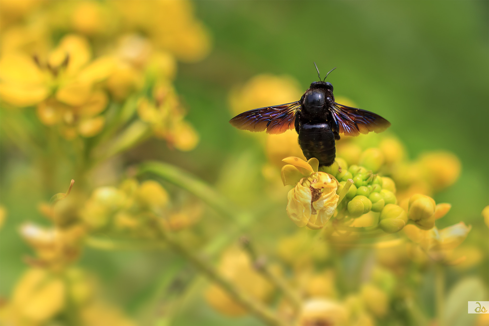 Sigma 105mm F2.8 EX DG OS HSM sample photo. Just landed.. photography