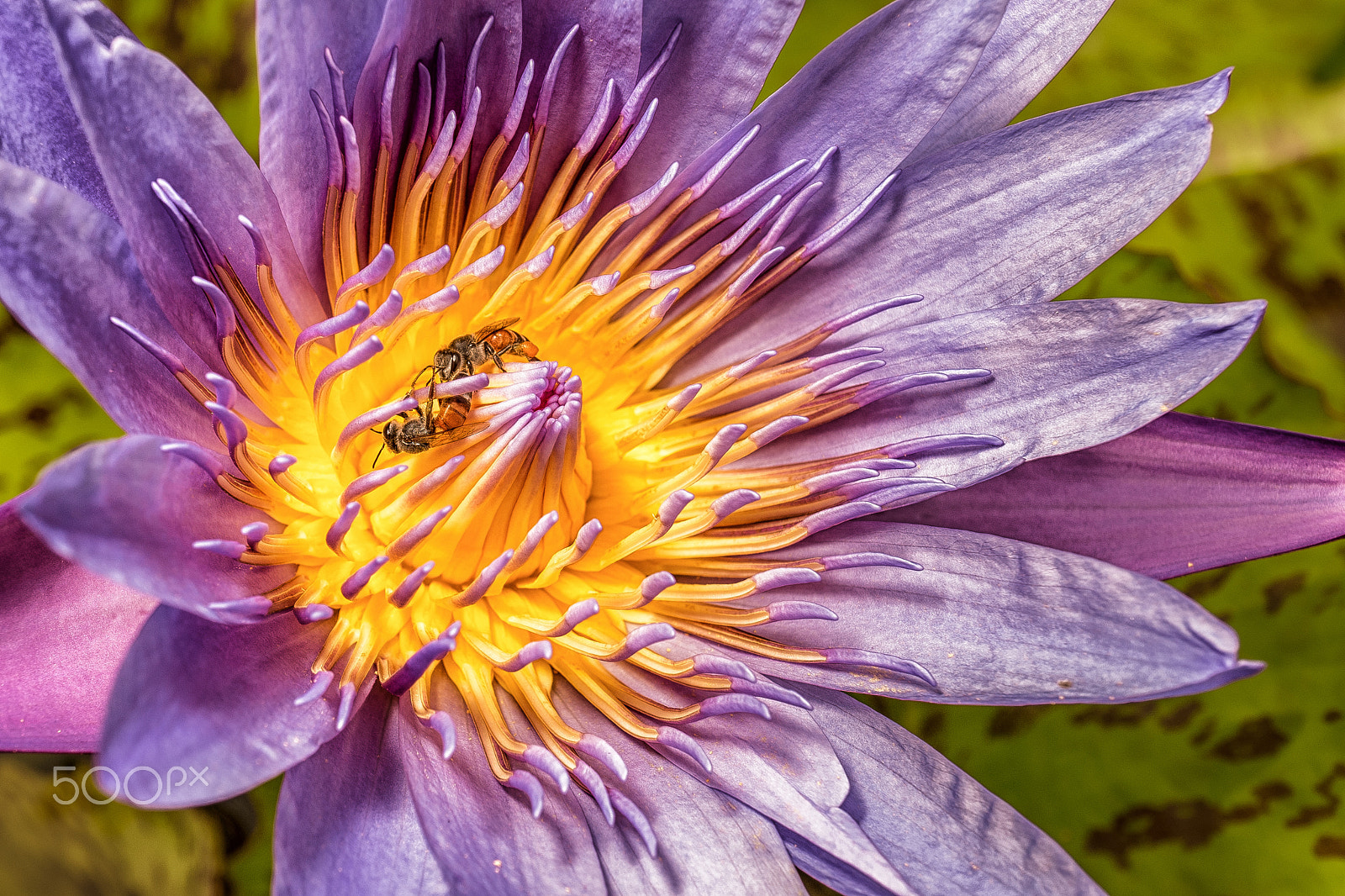 Sony a7R + Sony E 30mm F3.5 Macro sample photo. Flower from thailand 01 photography