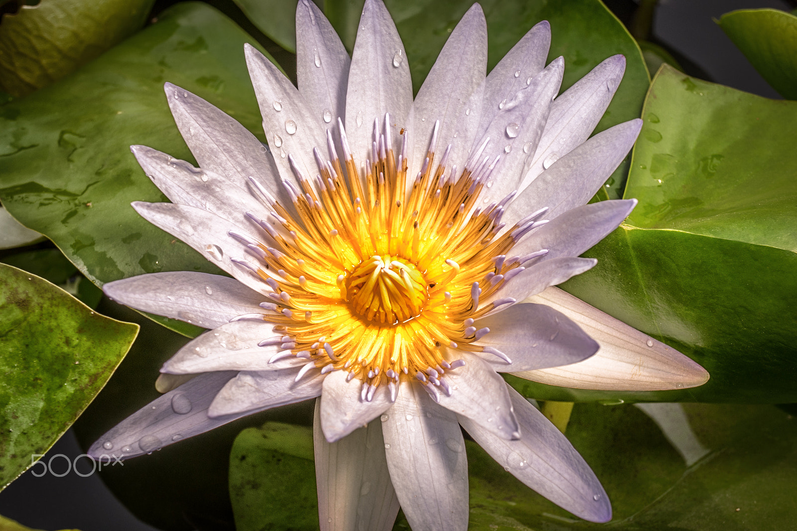 Sony a7R + Sony E 30mm F3.5 Macro sample photo. Flower from thailand 04 photography