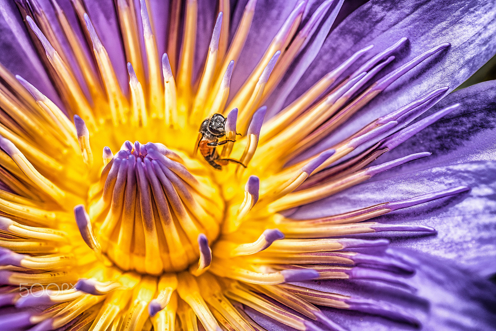 Sony a7R + Sony E 30mm F3.5 Macro sample photo. Flower from thailand 05 photography