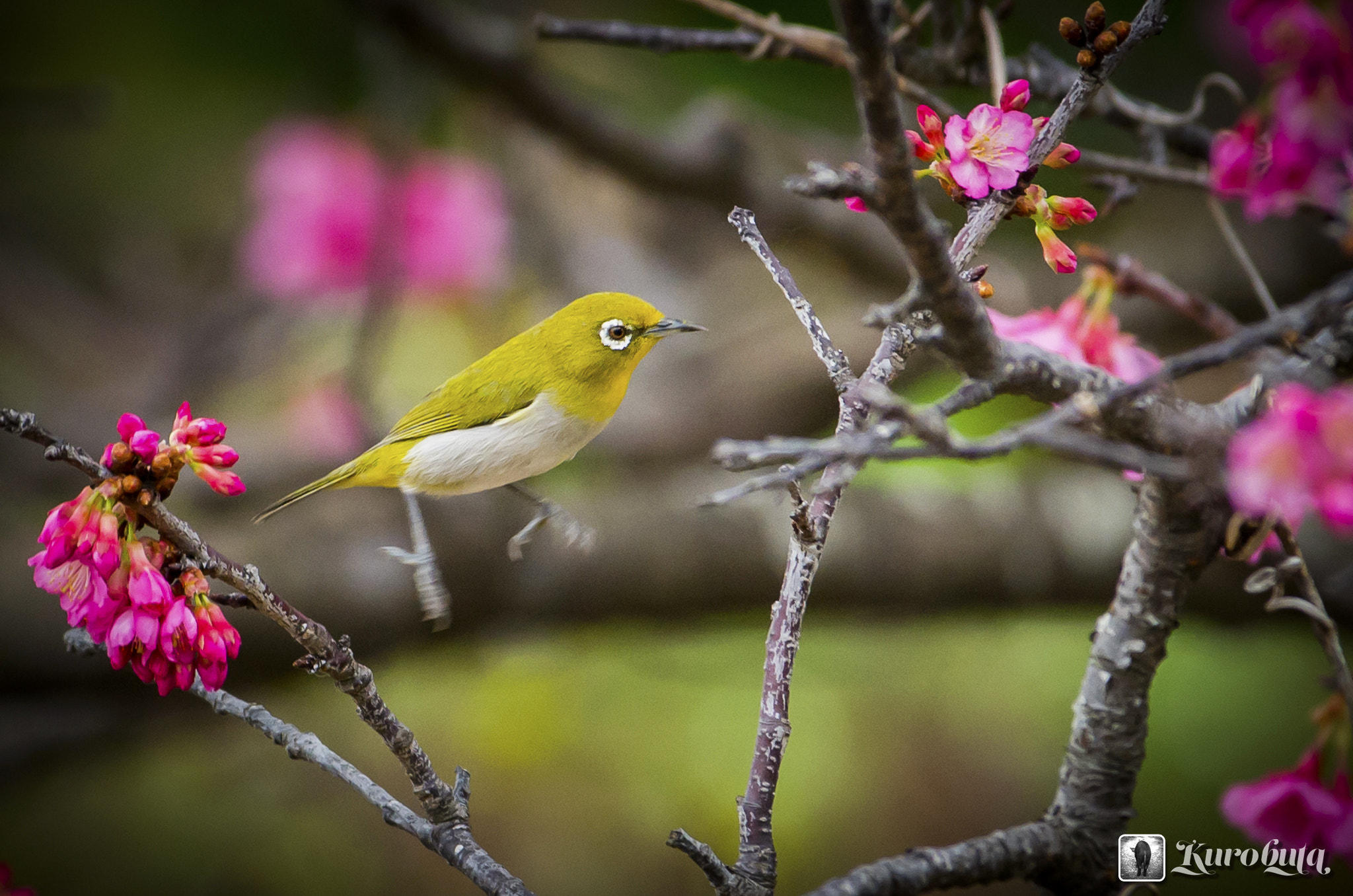 Pentax smc DA* 300mm F4.0 ED (IF) SDM sample photo. From flower to flower photography