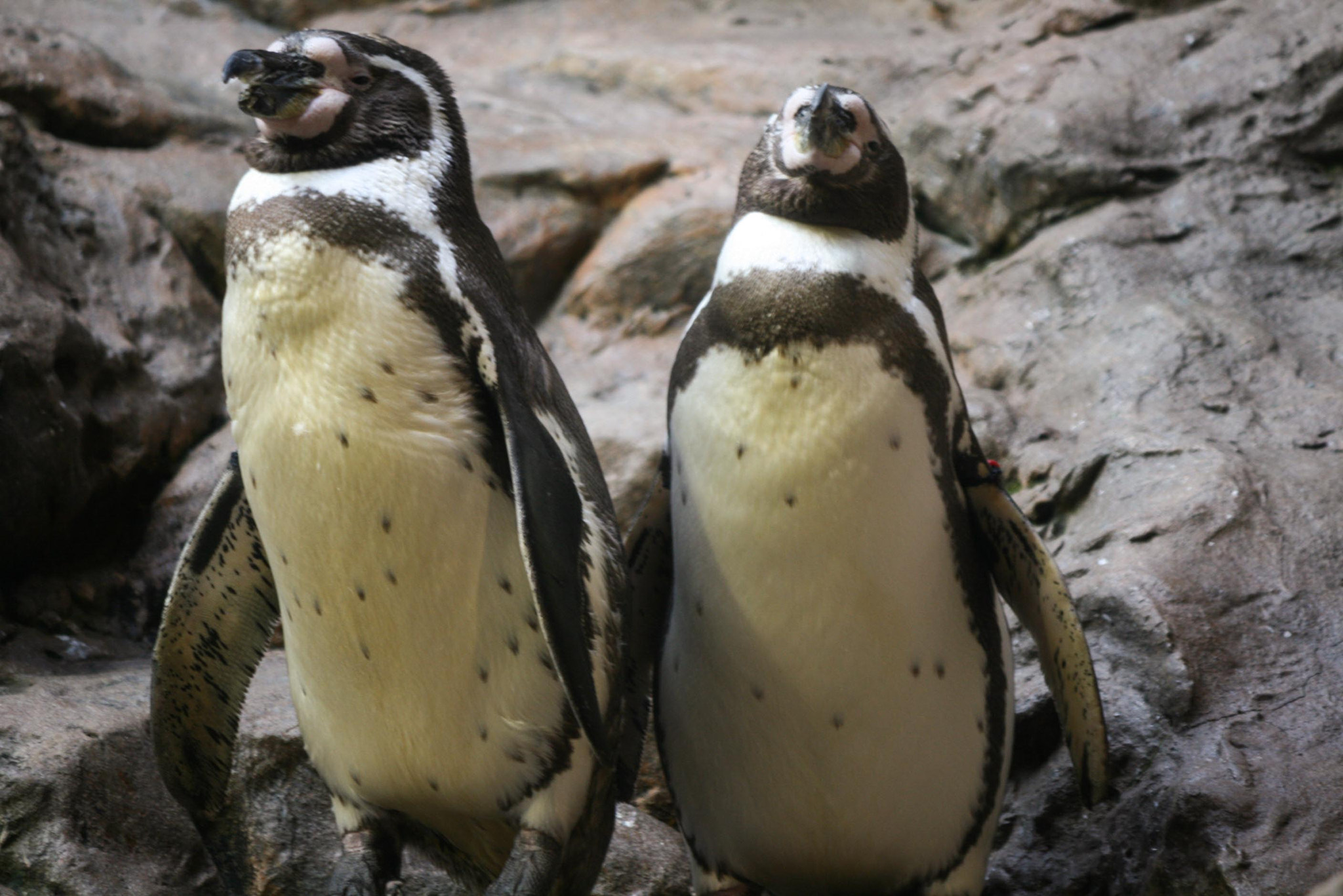 Canon EOS 400D (EOS Digital Rebel XTi / EOS Kiss Digital X) sample photo. Penguins photography