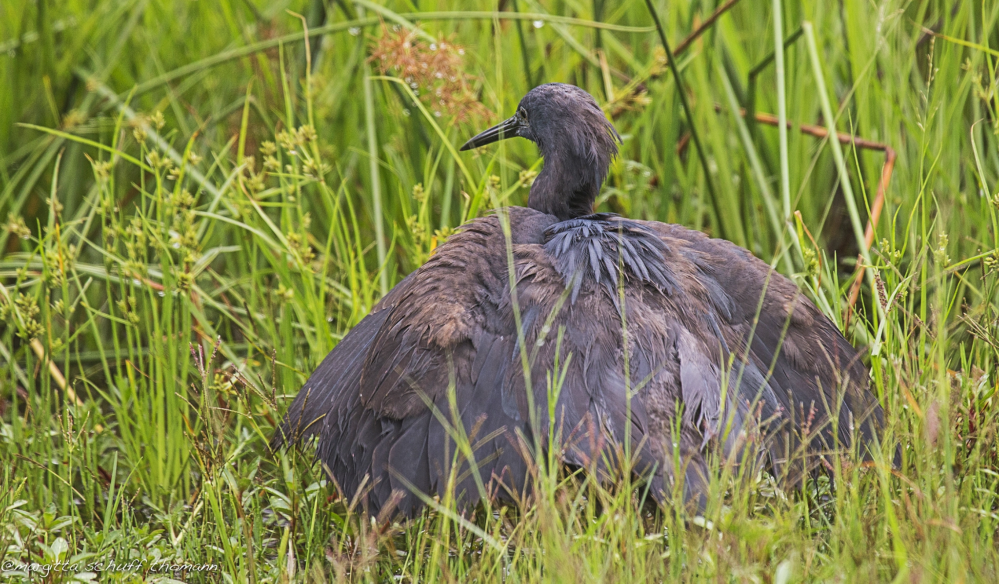 Canon EF 100-400mm F4.5-5.6L IS USM sample photo. Black heron .. photography
