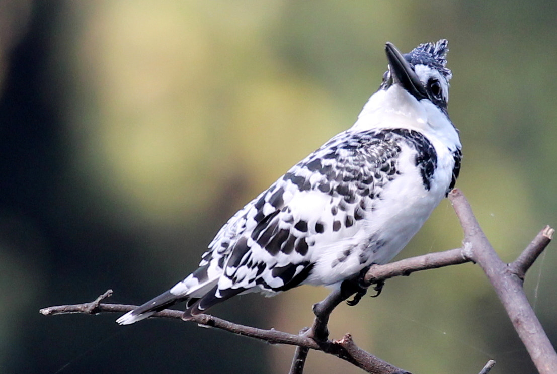 Canon EF 100-400mm F4.5-5.6L IS II USM sample photo. Lesser pied kingfisher photography