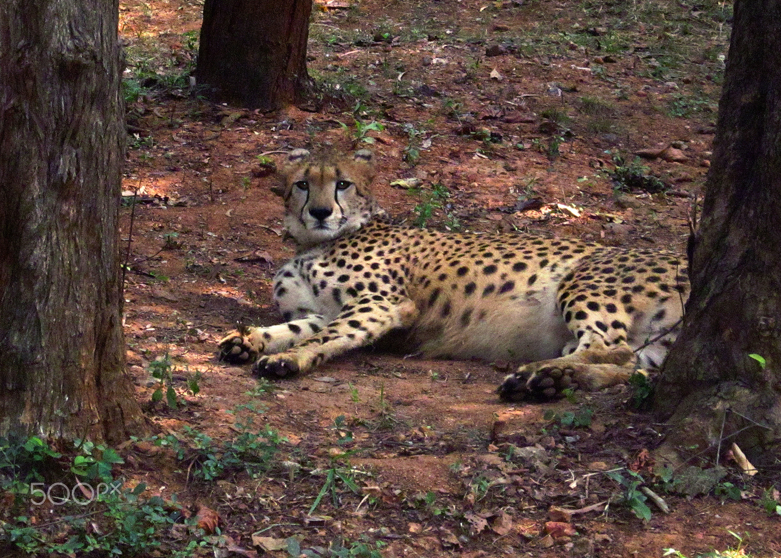 Canon PowerShot A1200 sample photo. Cheetah photography