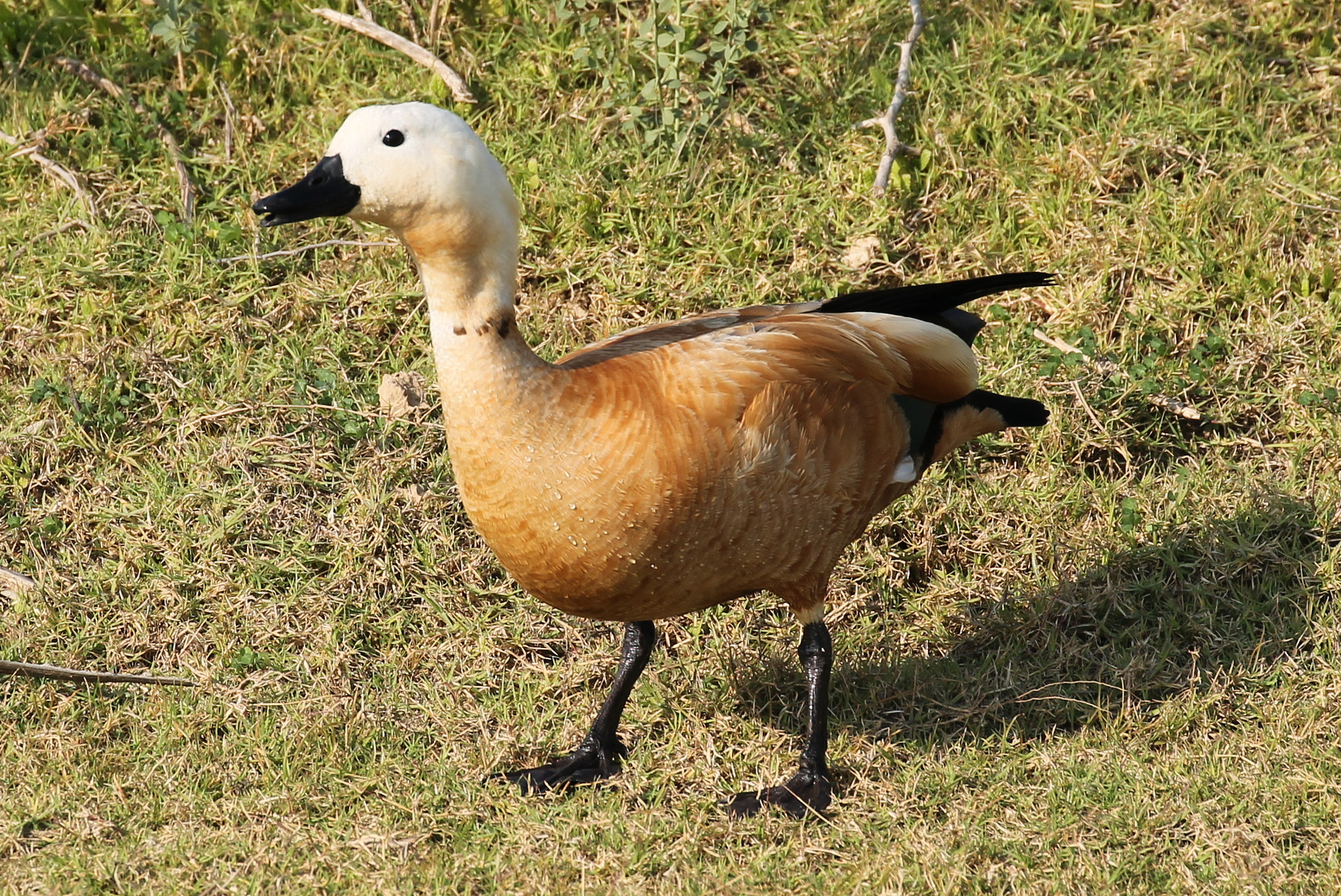 Canon EF 100-400mm F4.5-5.6L IS II USM sample photo. Golden goose photography