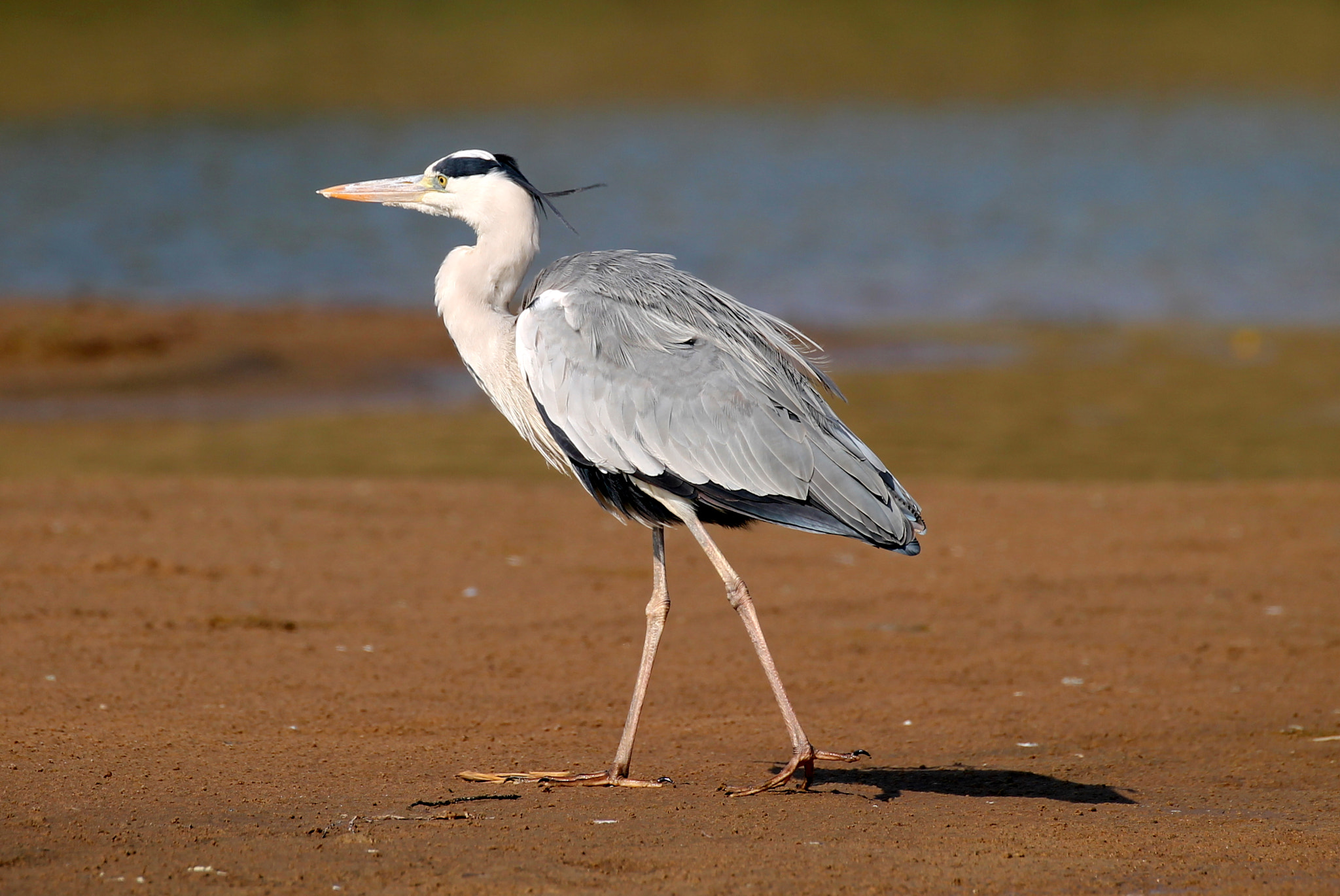 Canon EF 100-400mm F4.5-5.6L IS II USM sample photo. Grey heron photography
