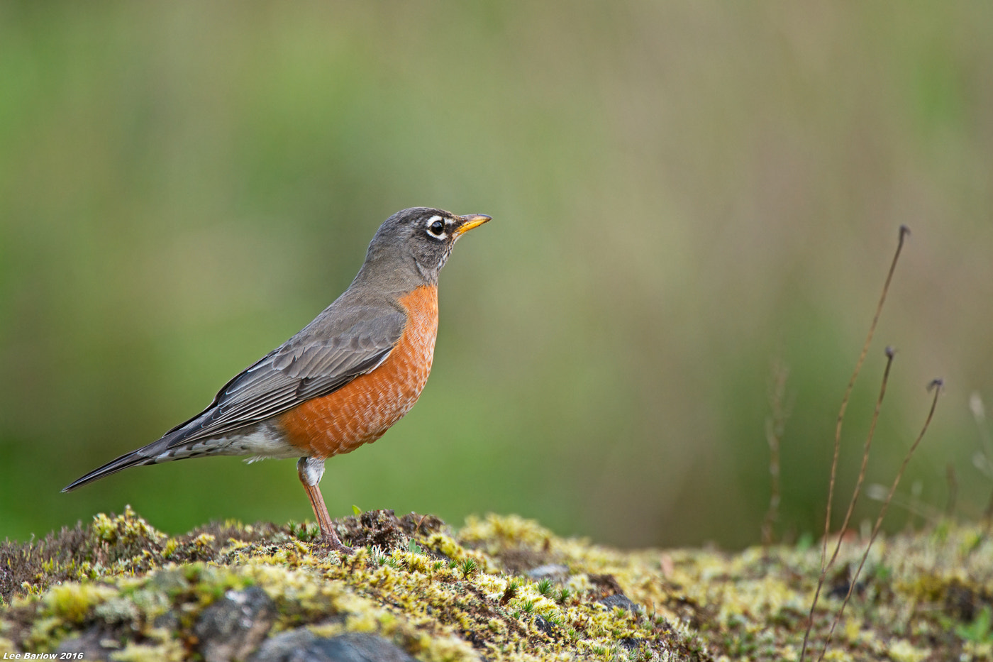 Nikon AF-S Nikkor 200-400mm F4G ED-IF VR sample photo. American robin photography