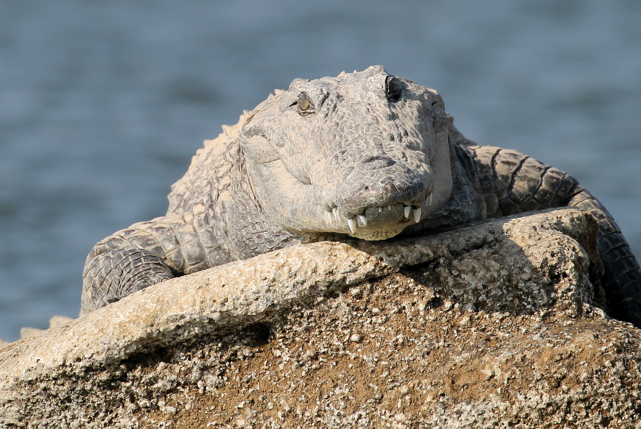 Canon EF 100-400mm F4.5-5.6L IS II USM sample photo. Crocodile photography