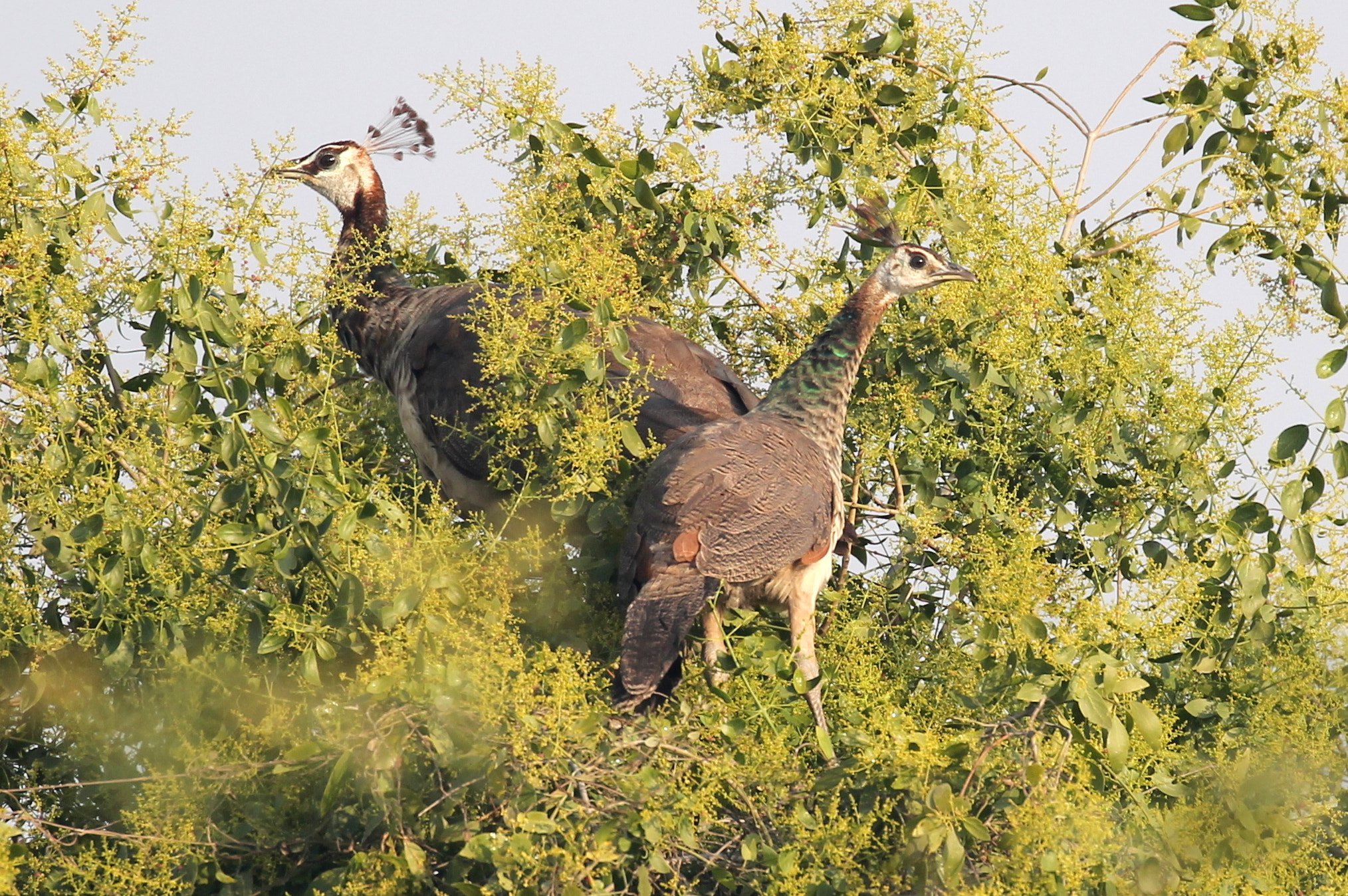Canon EF 100-400mm F4.5-5.6L IS II USM sample photo. Peacock photography