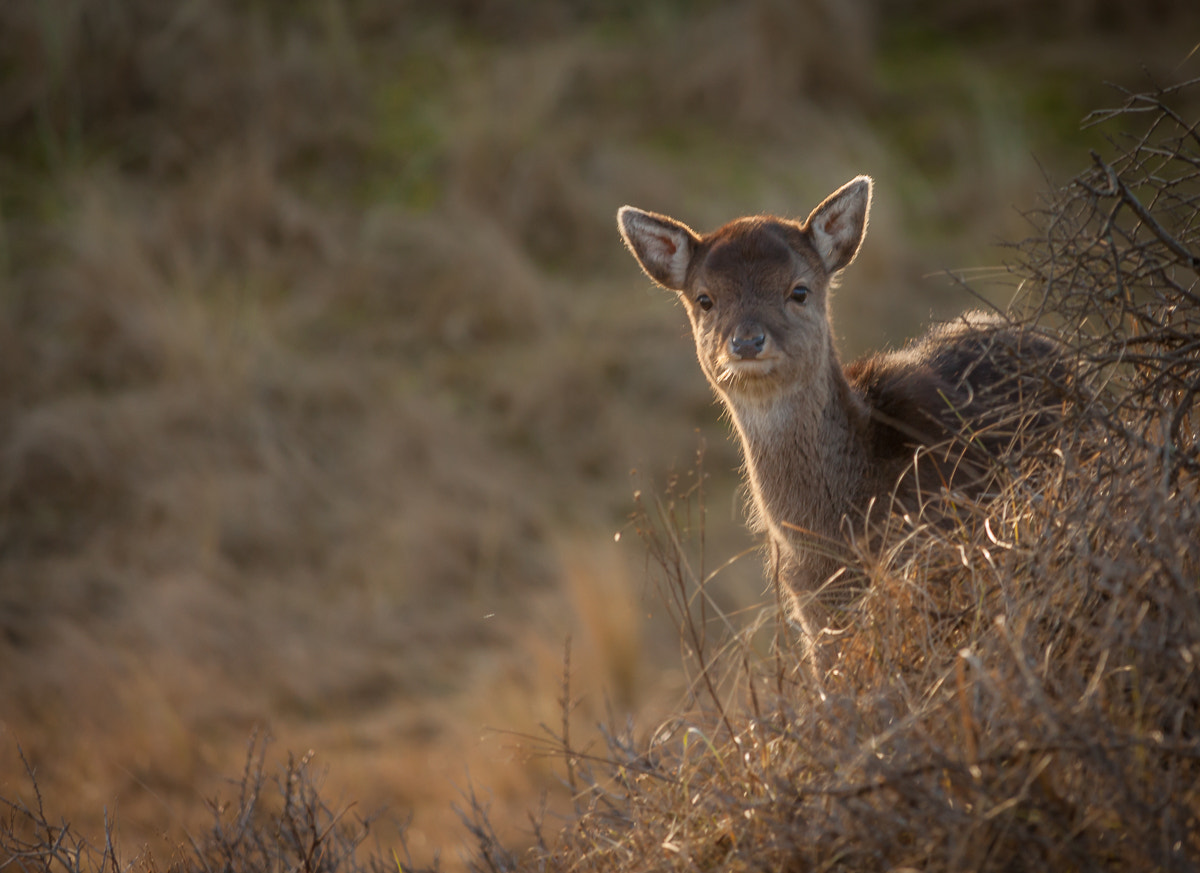 Canon EOS 50D + Canon EF-S 55-250mm F4-5.6 IS STM sample photo. Curious young deer photography