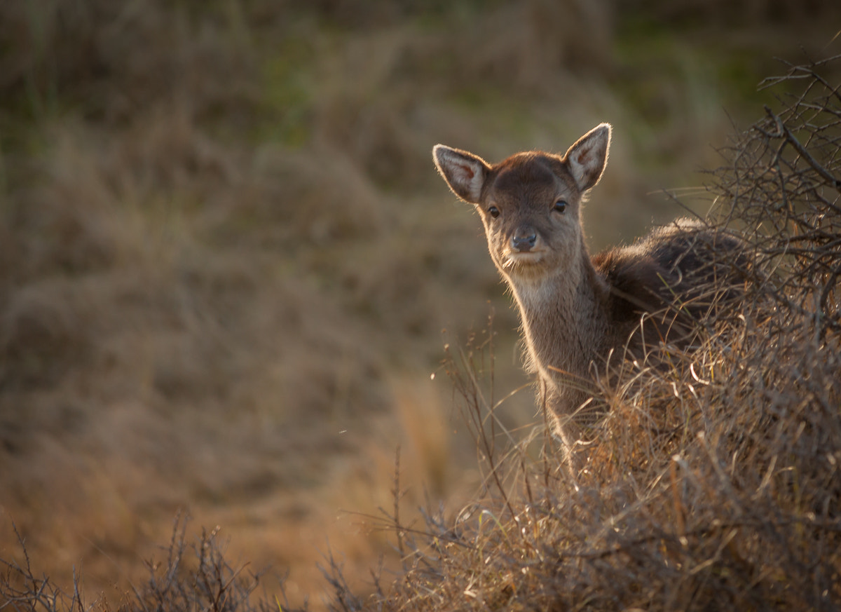 Canon EF-S 55-250mm F4-5.6 IS STM sample photo. Curious young deer photography