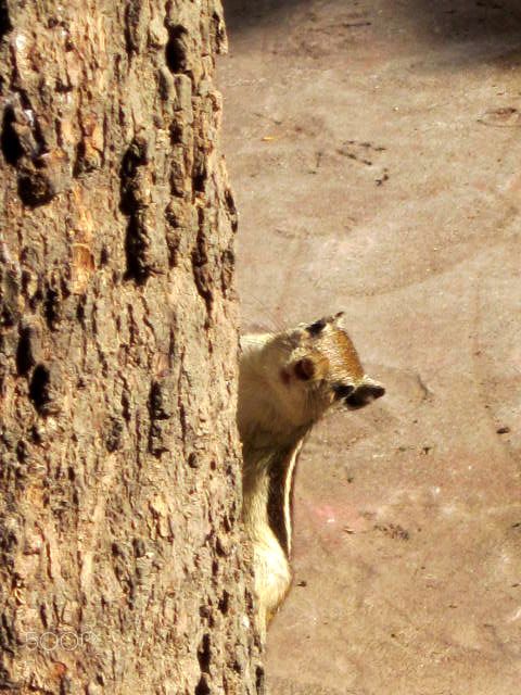 Canon PowerShot A1200 sample photo. Squirrel photography