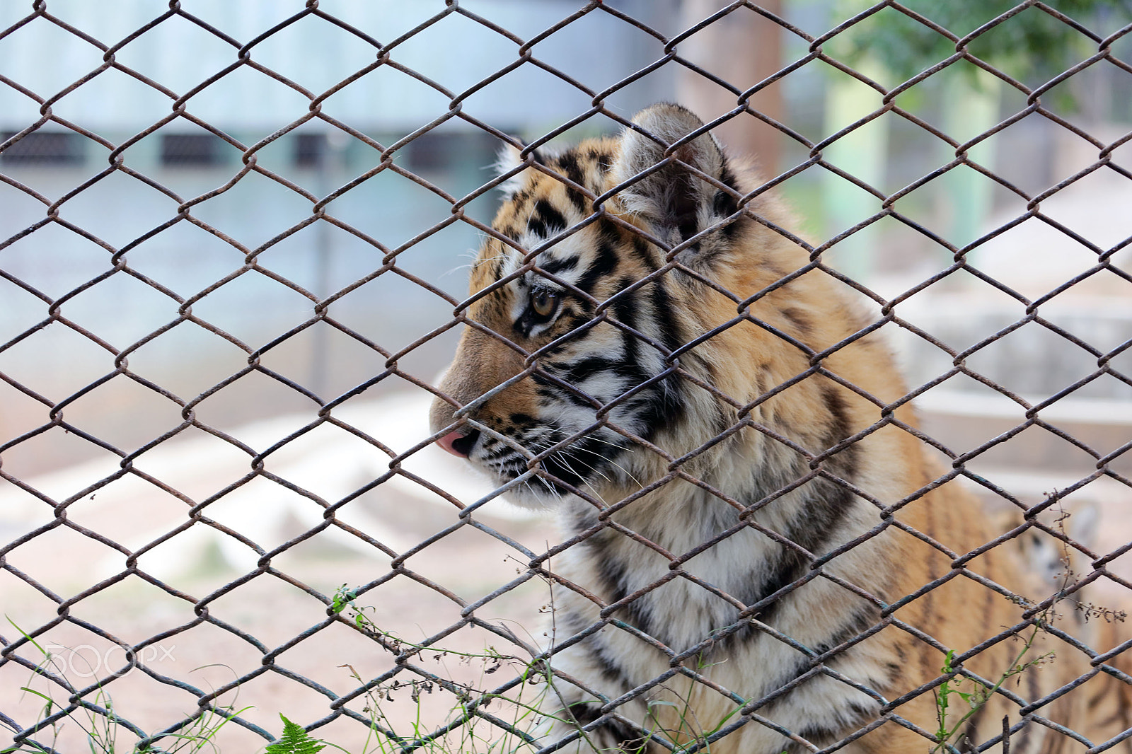 Canon EF 70-300mm F4-5.6L IS USM sample photo. A tiger in a cage photography
