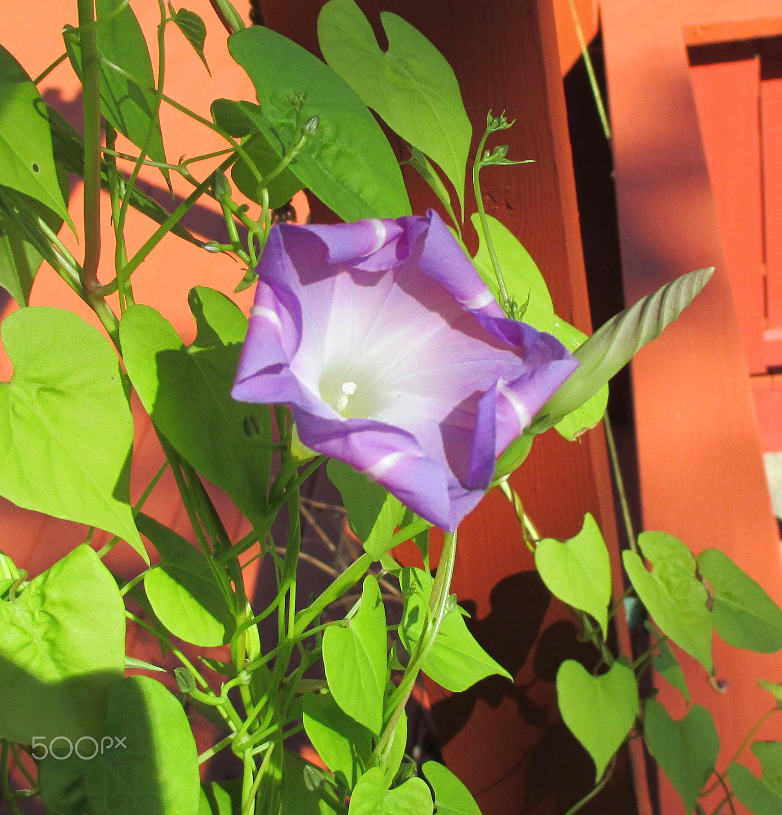 Canon PowerShot ELPH 115 IS (IXUS 132 / IXY 90F) sample photo. Blue ivy flower photography