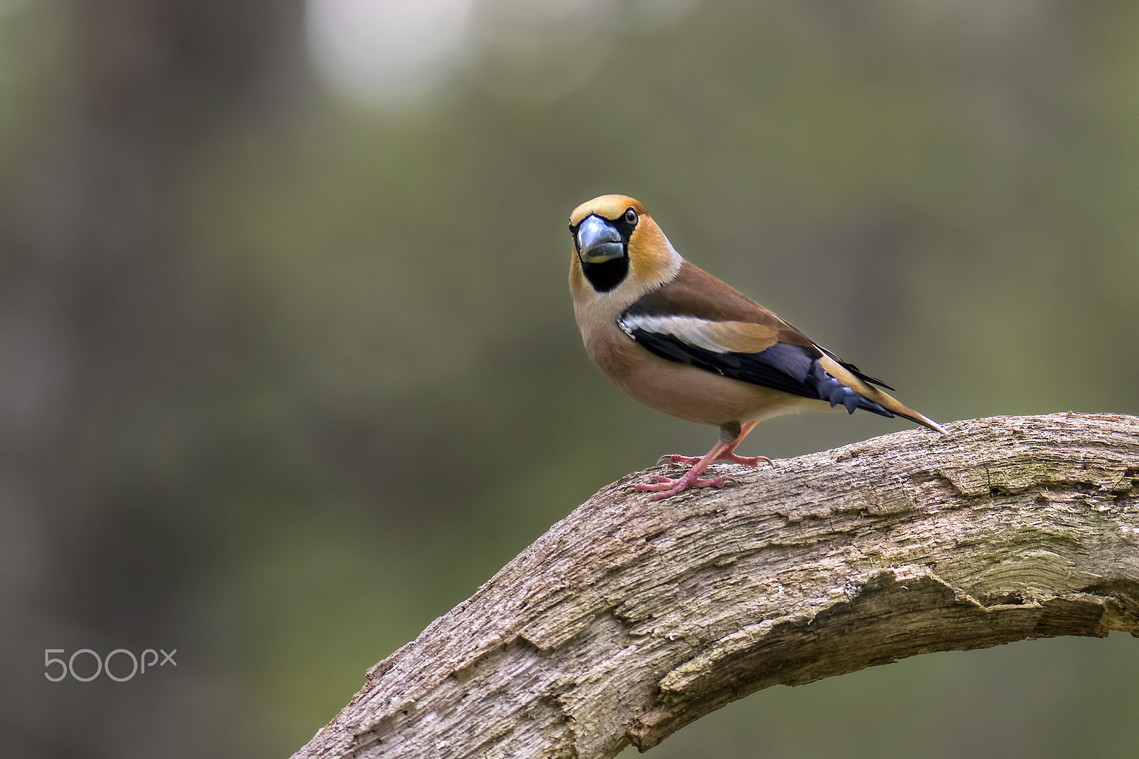 Olympus OM-D E-M1 + Olympus Zuiko Digital ED 150mm F2.0 sample photo. Hawfinches photography