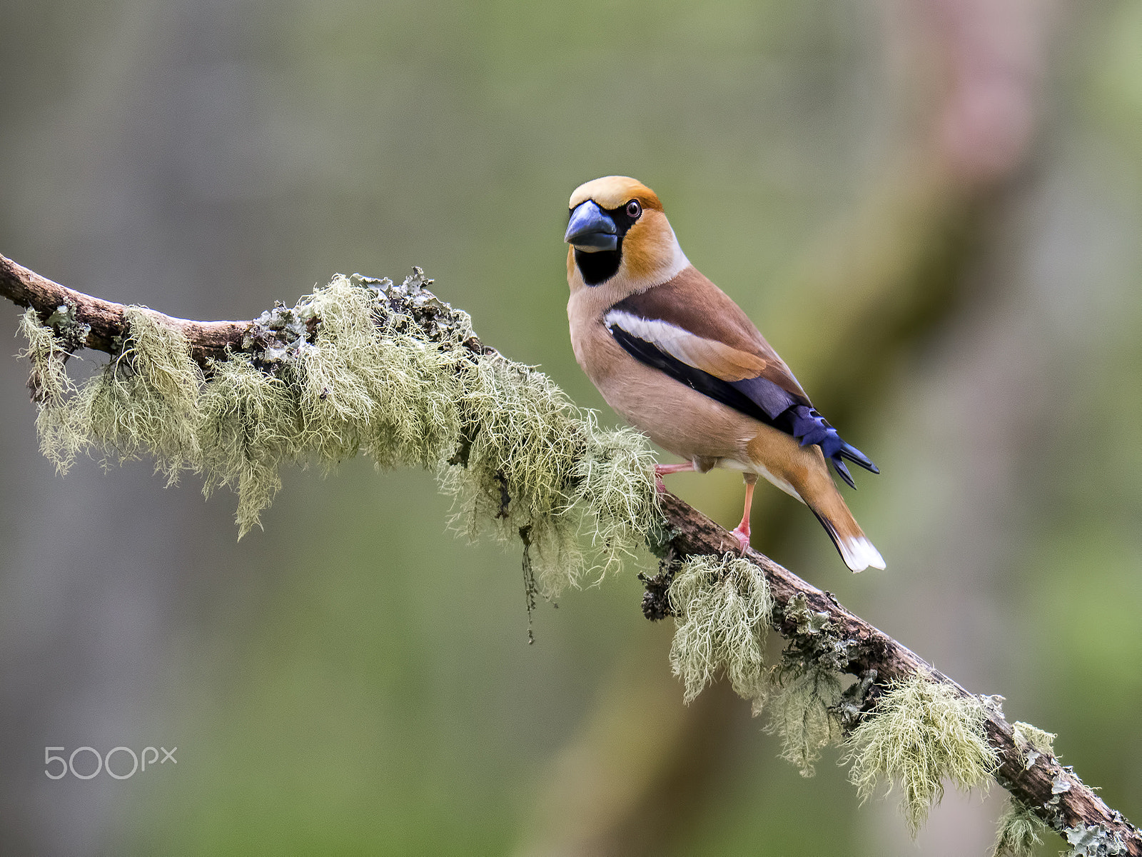 Olympus OM-D E-M1 + Olympus Zuiko Digital ED 150mm F2.0 sample photo. Hawfinches photography