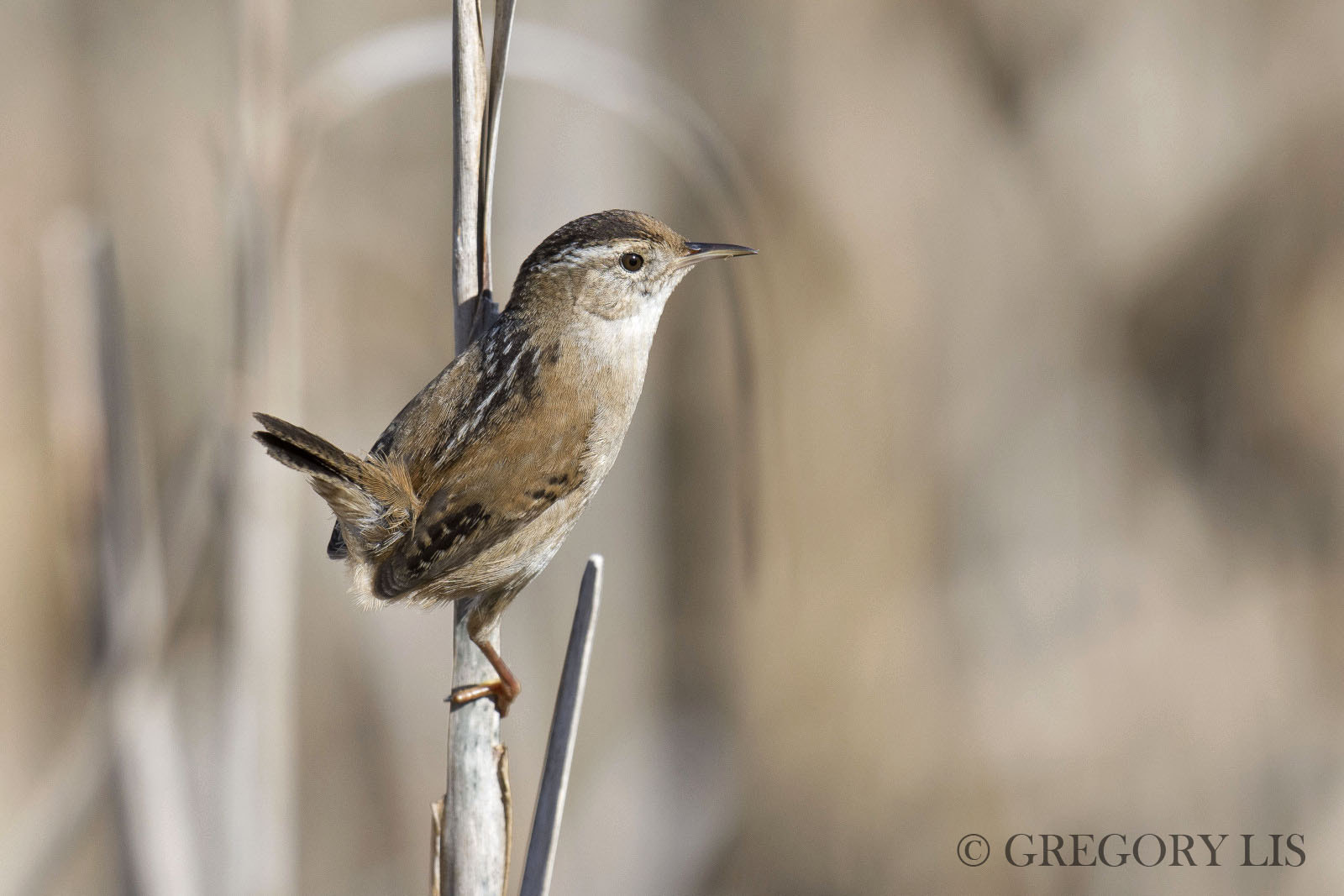 Nikon D7200 + Nikon AF-S Nikkor 500mm F4G ED VR sample photo. Marsh wren photography