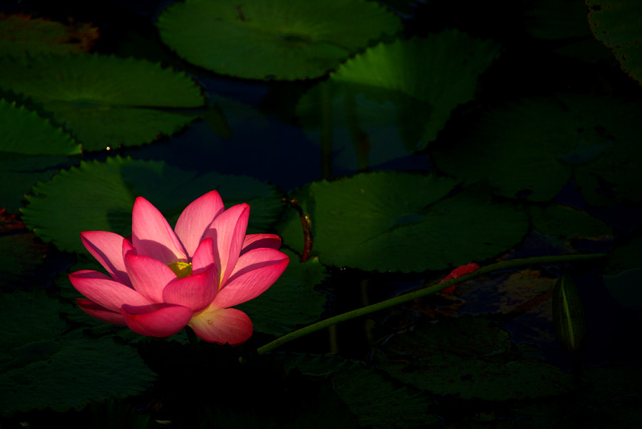 Pentax K10D sample photo. A photography