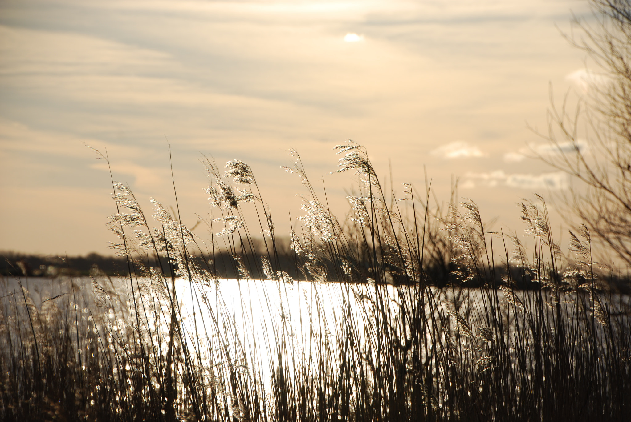 Nikon D40X sample photo