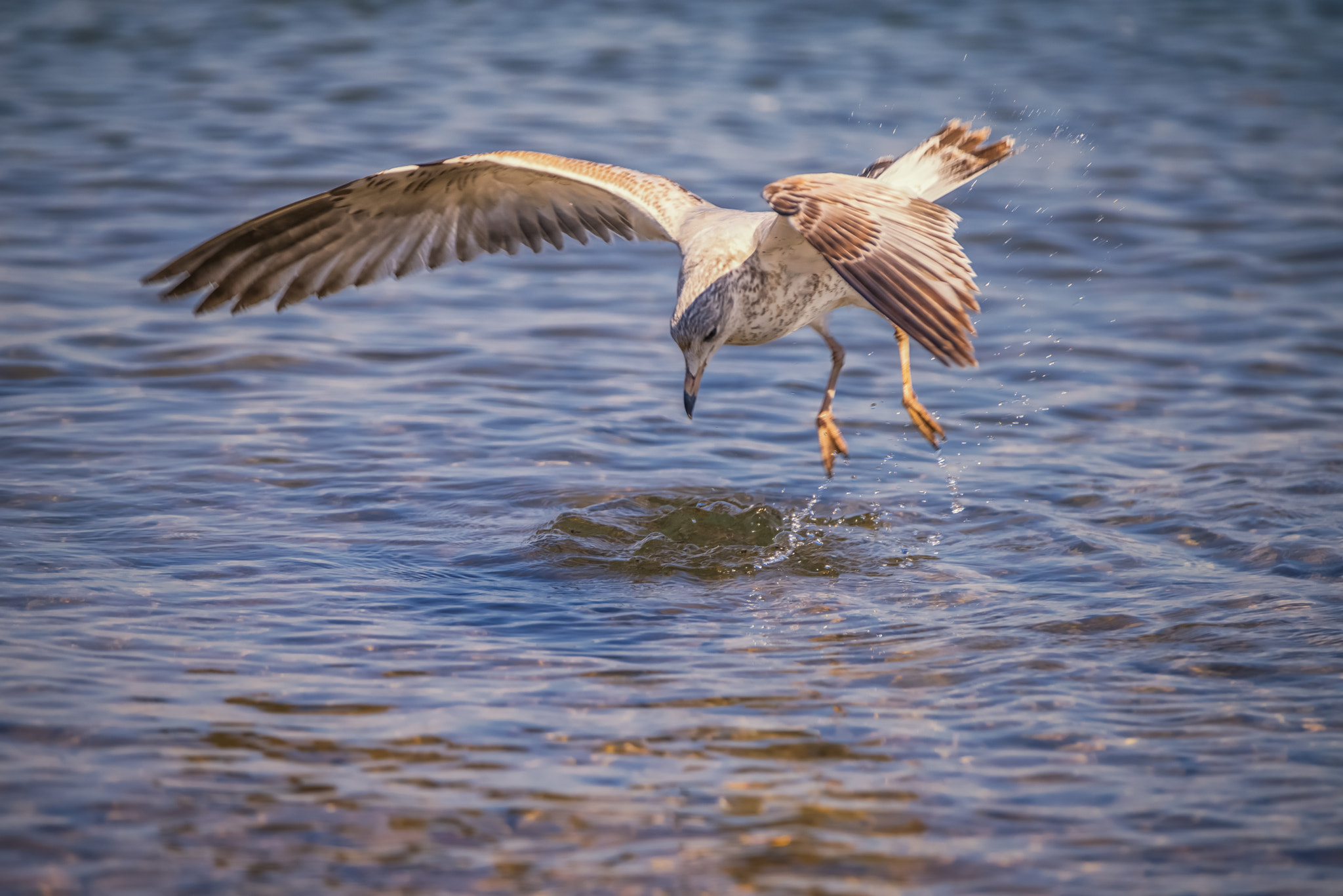 Sony a7R + Tamron SP 150-600mm F5-6.3 Di VC USD sample photo. "surprise" photography