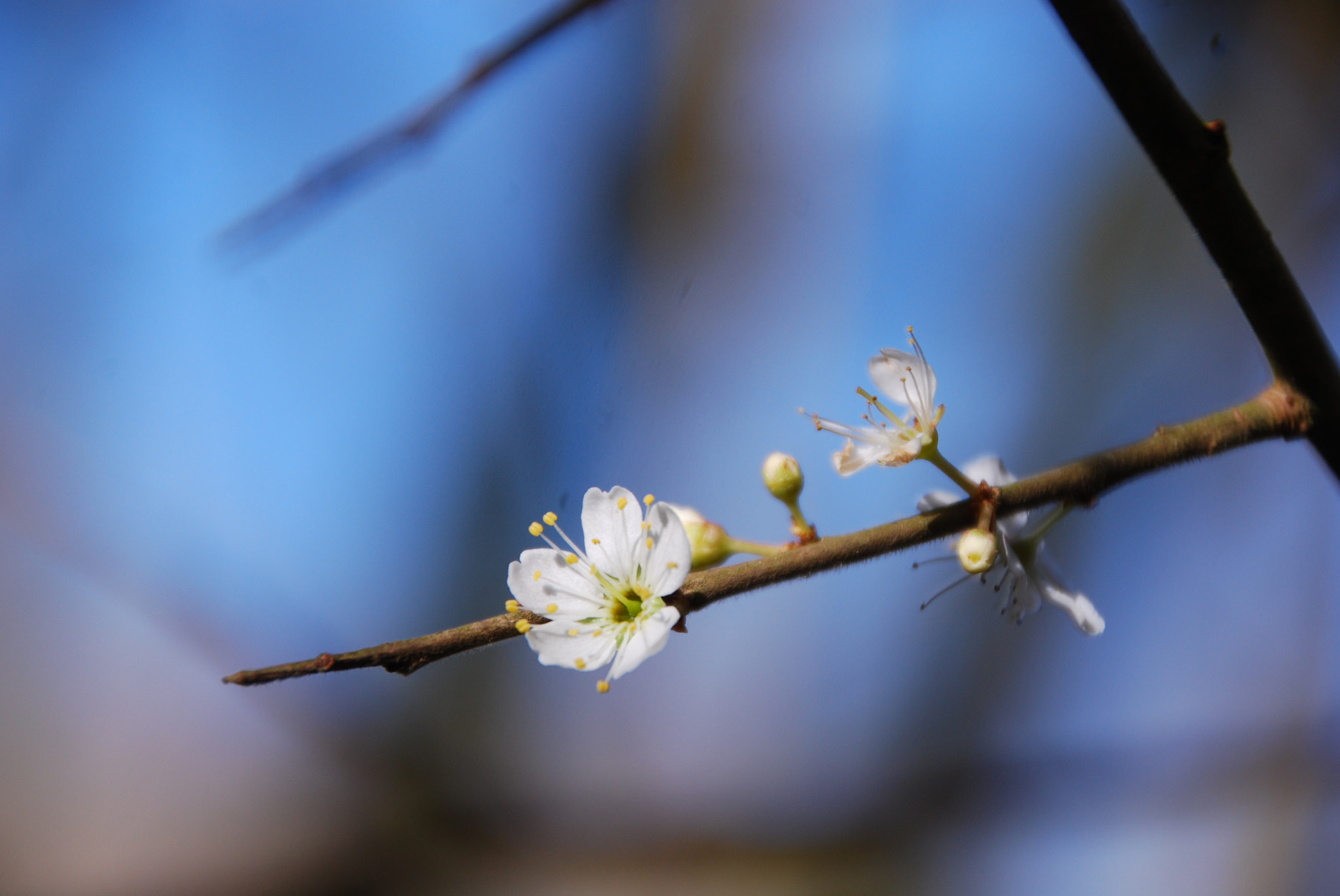 Nikon D40X sample photo