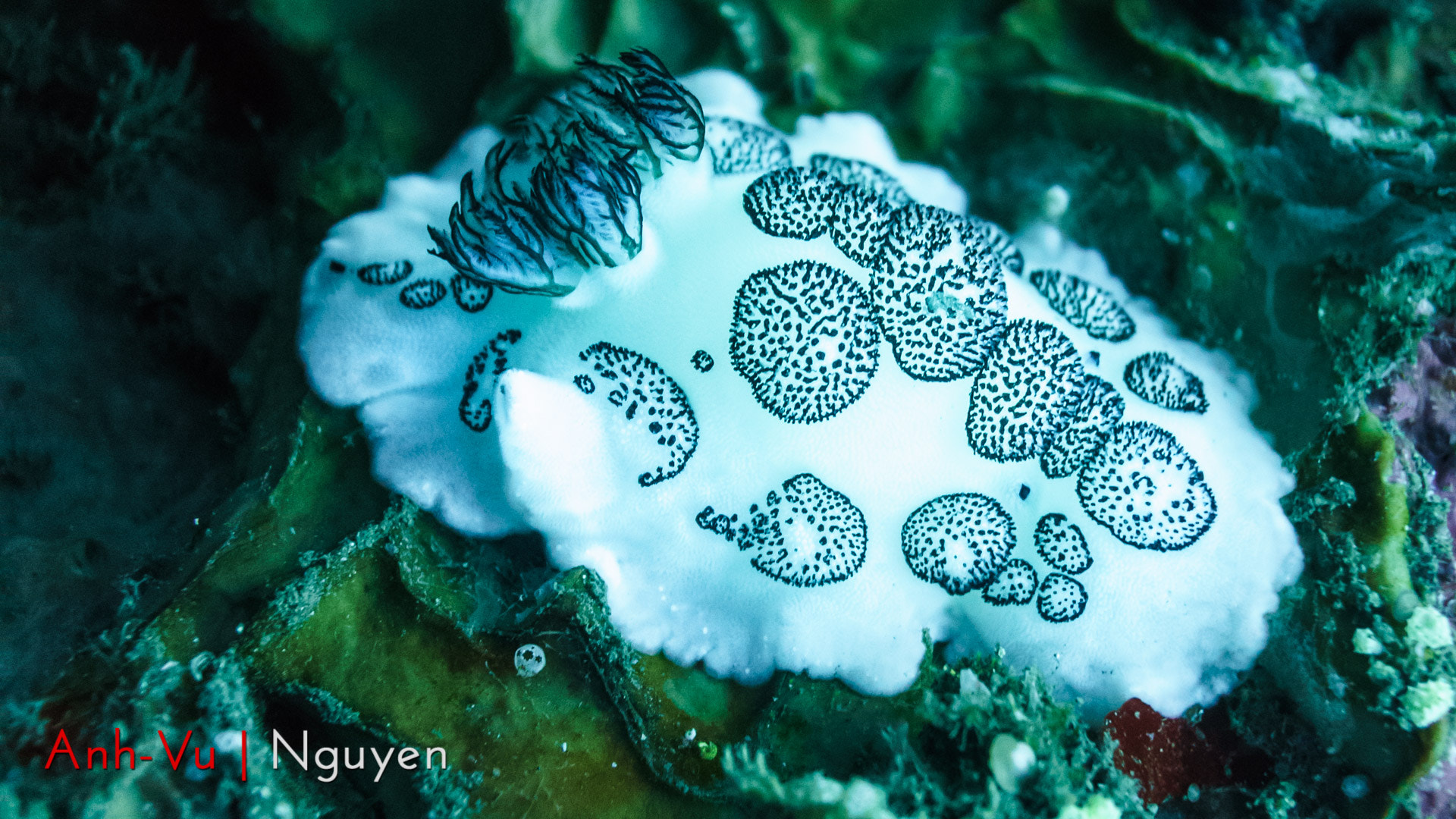 Sony Alpha NEX-5R + Sony E 30mm F3.5 Macro sample photo. A dalmatian nudibranch photography