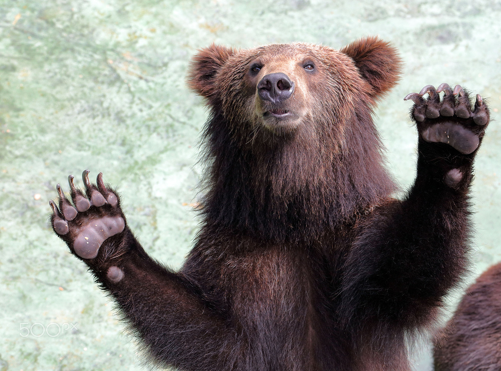 Canon EF 70-300mm F4-5.6L IS USM sample photo. The brown bear raised his hands photography