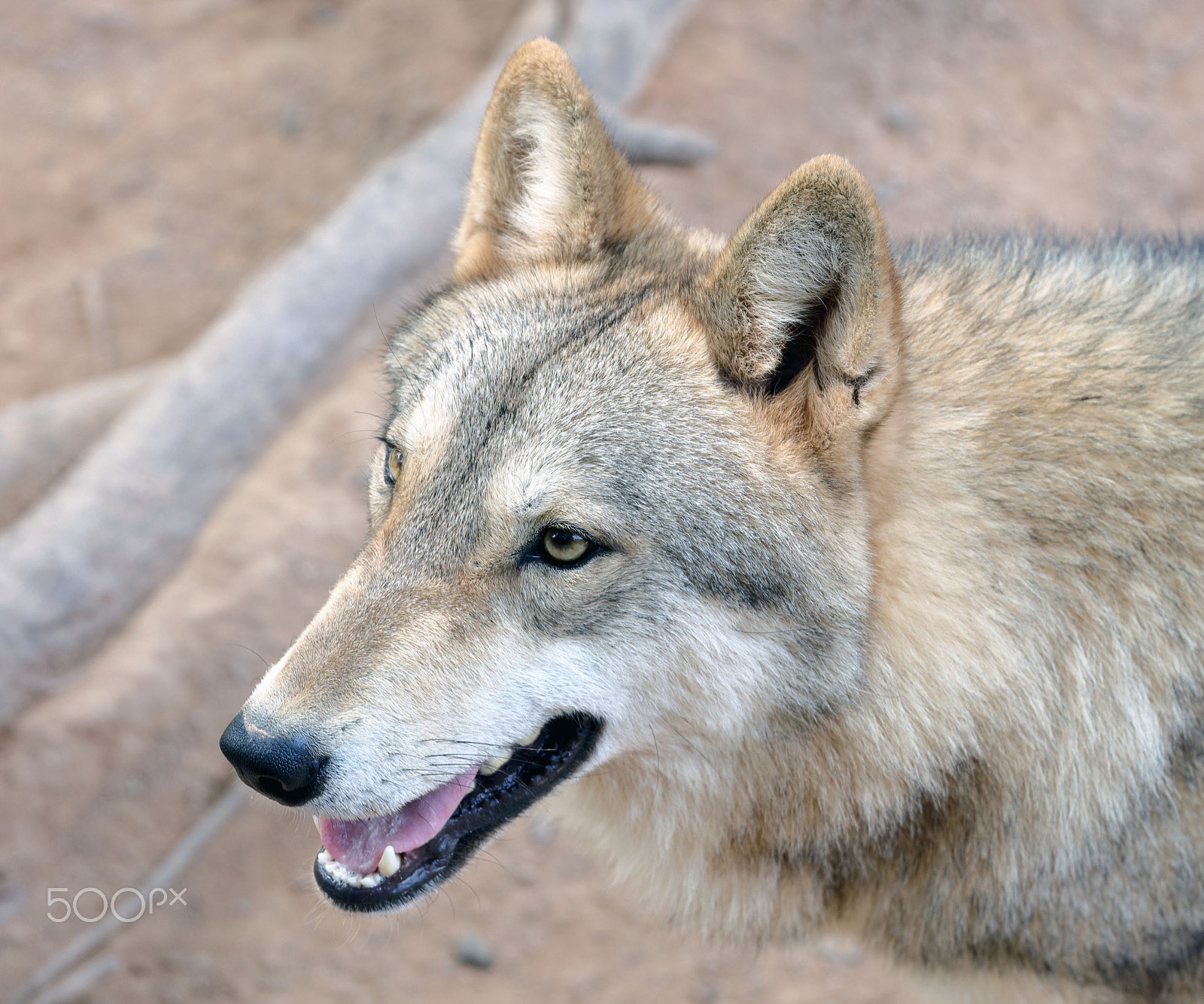 Canon EF 70-300mm F4-5.6L IS USM sample photo. Wolf photography