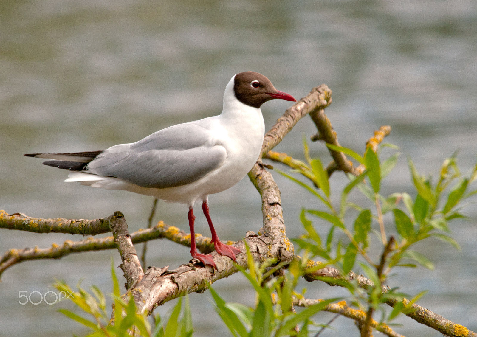 Sigma 150-500mm F5-6.3 DG OS HSM sample photo. Black-headed gull photography