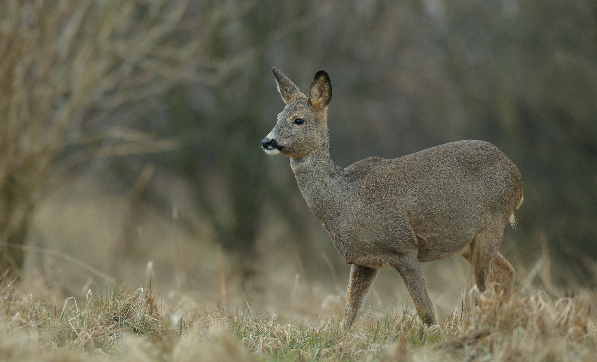 Nikon AF-S Nikkor 300mm F2.8G ED VR II sample photo. A roe leaves the forrest heading for the field photography