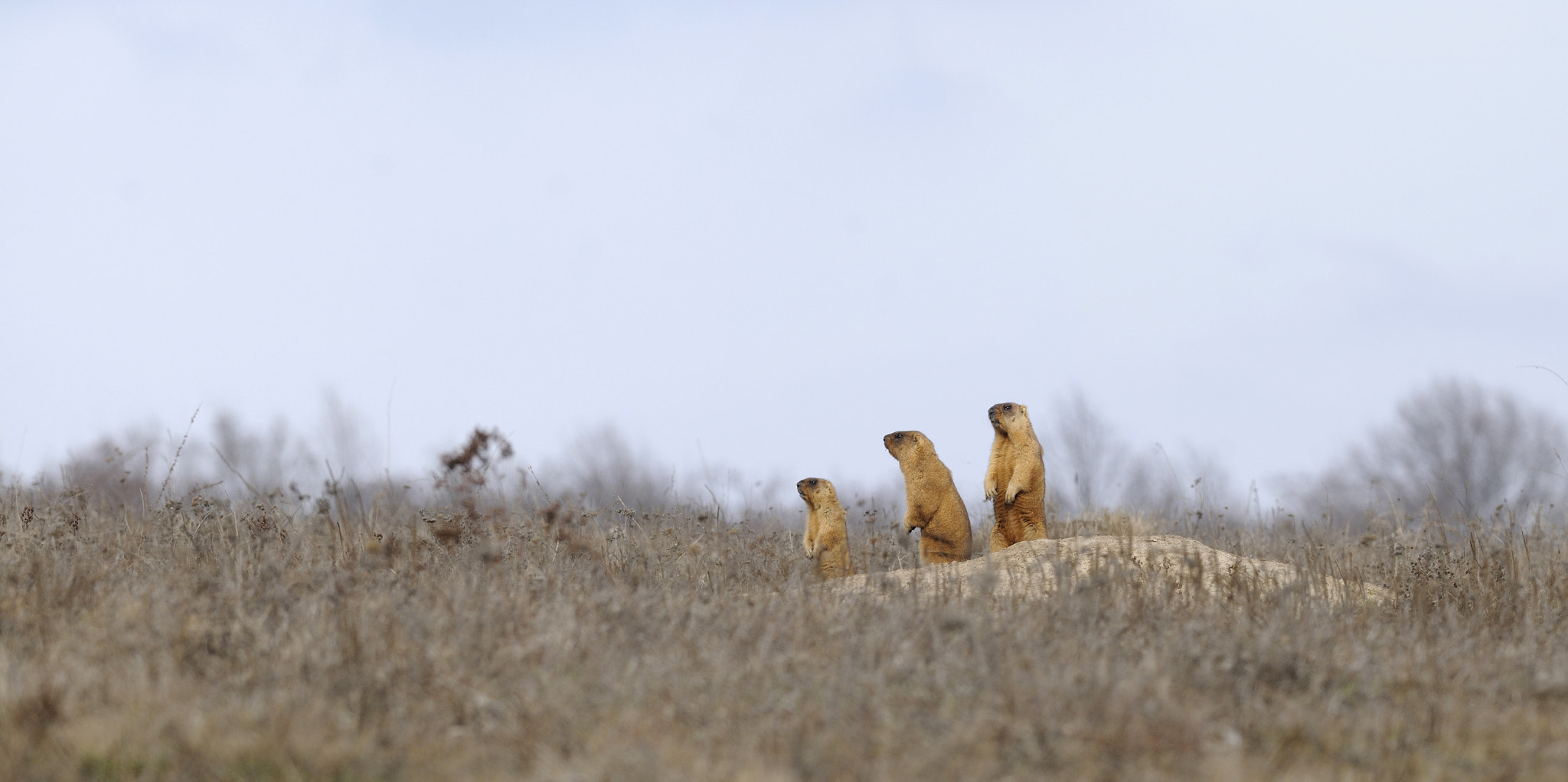 Nikon D300S + Nikon AF-S Nikkor 300mm F4D ED-IF sample photo. We gang! photography