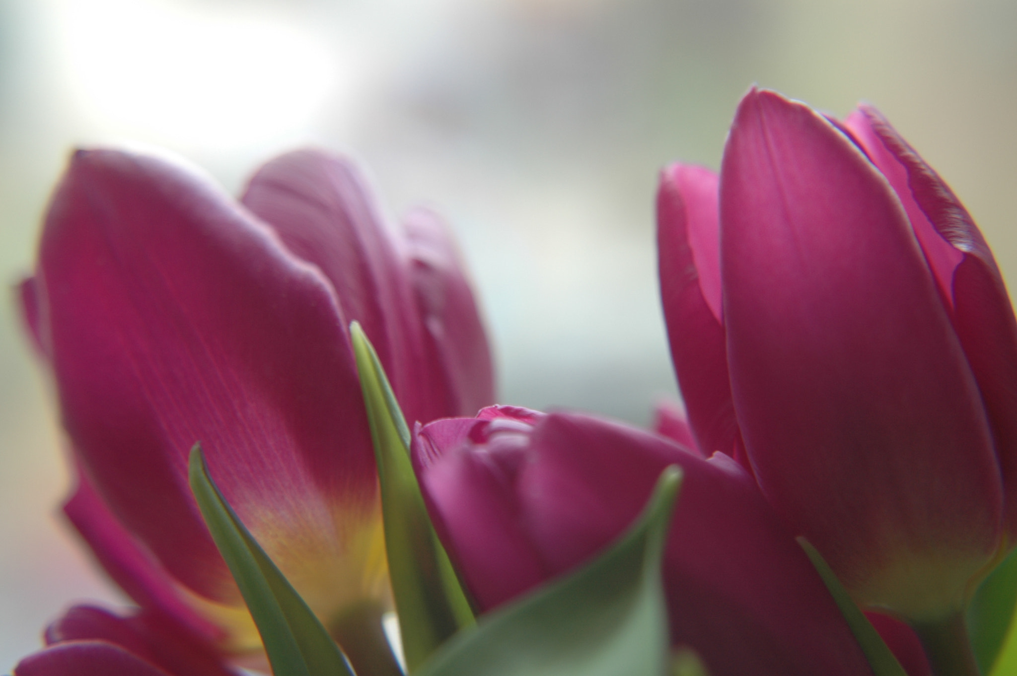 Nikon D70s + Tamron AF 28-80mm F3.5-5.6 Aspherical sample photo. Mothers day purple tulips photography