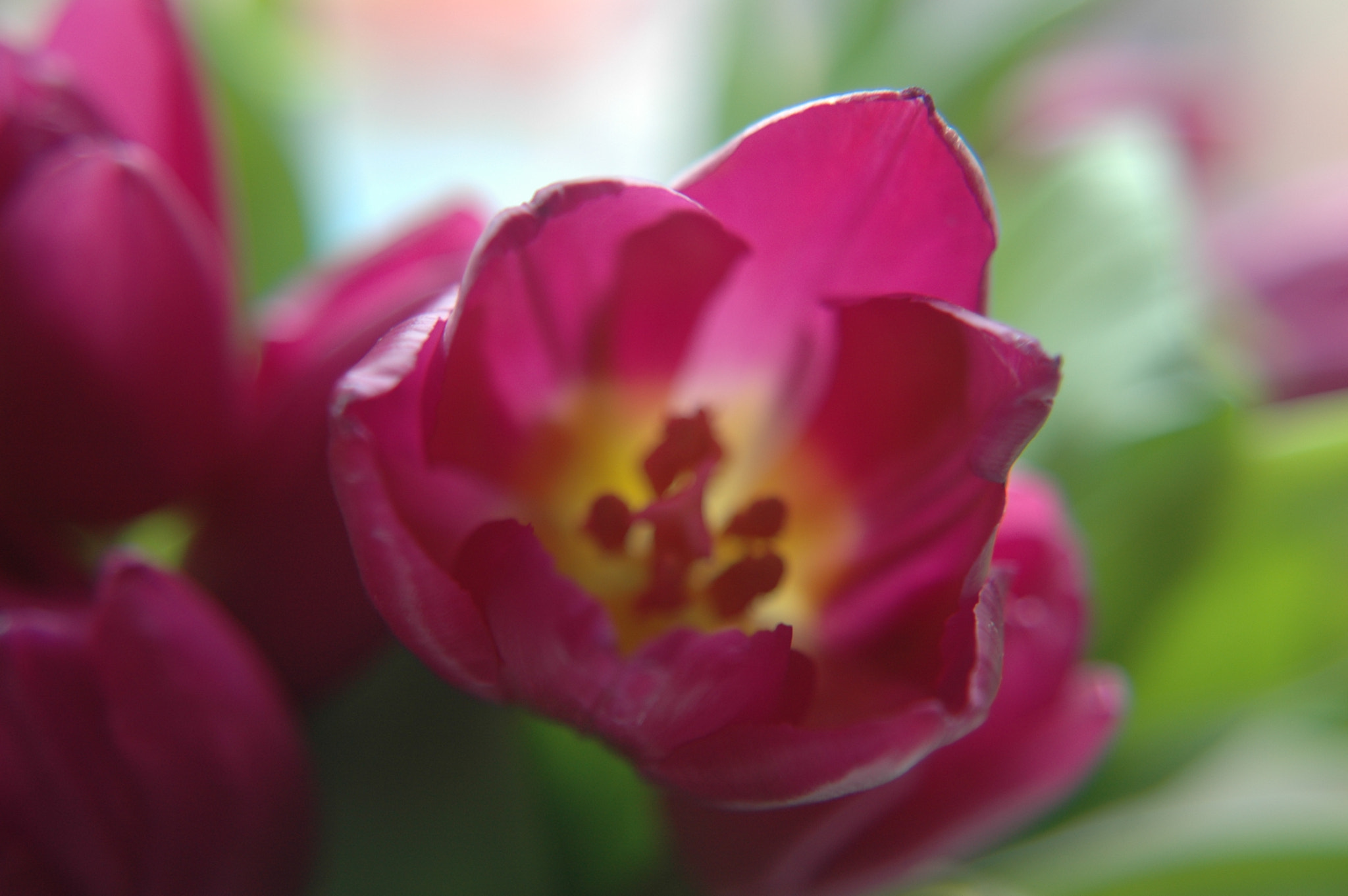 Nikon D70s + Tamron AF 28-80mm F3.5-5.6 Aspherical sample photo. Purple tulips photography