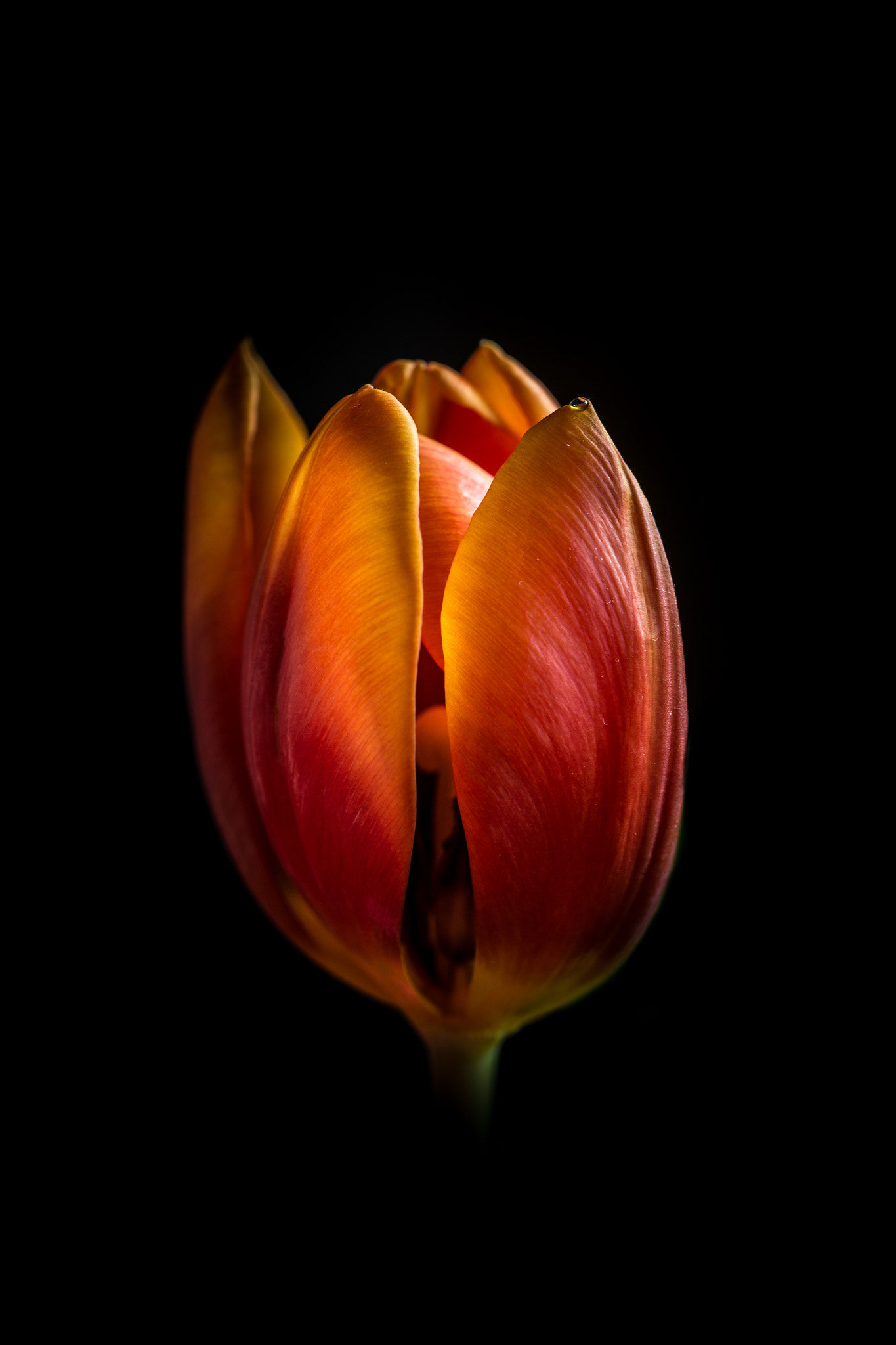 Sigma 150mm f/2.8 EX DG OS HSM APO Macro sample photo. Opening photography