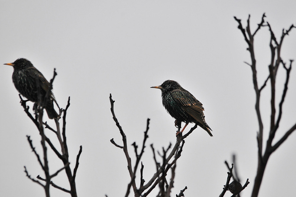 Sigma 150-500mm F5-6.3 DG OS HSM sample photo. Common starling photography