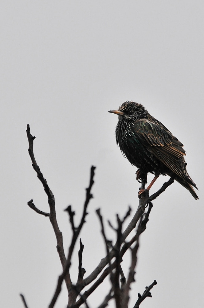 Sigma 150-500mm F5-6.3 DG OS HSM sample photo. Common starling ii photography