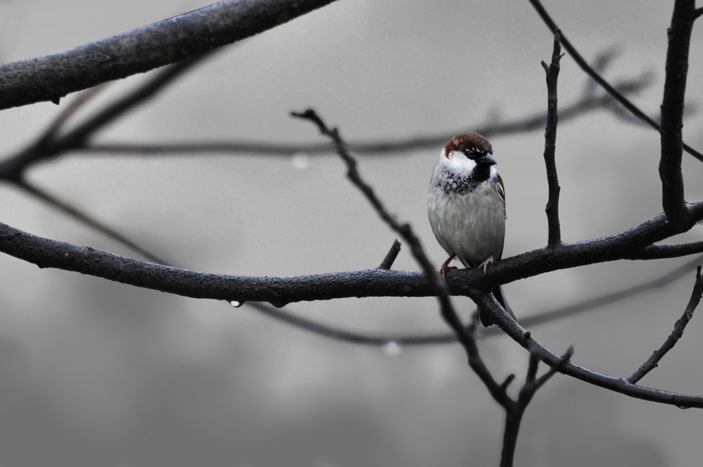 Sigma 150-500mm F5-6.3 DG OS HSM sample photo. House sparrow photography