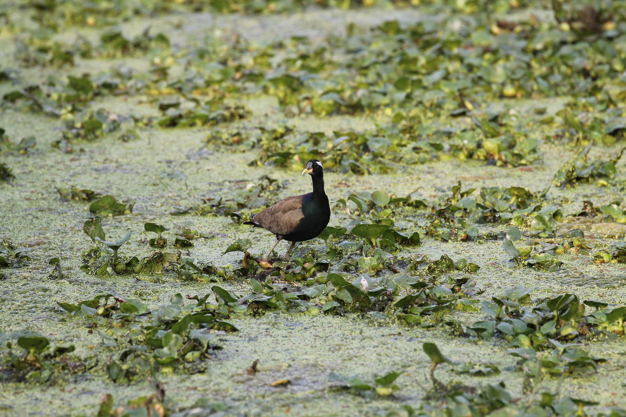 Canon EOS 1100D (EOS Rebel T3 / EOS Kiss X50) + Canon EF 100-400mm F4.5-5.6L IS II USM sample photo. Bronze-winged jacana photography