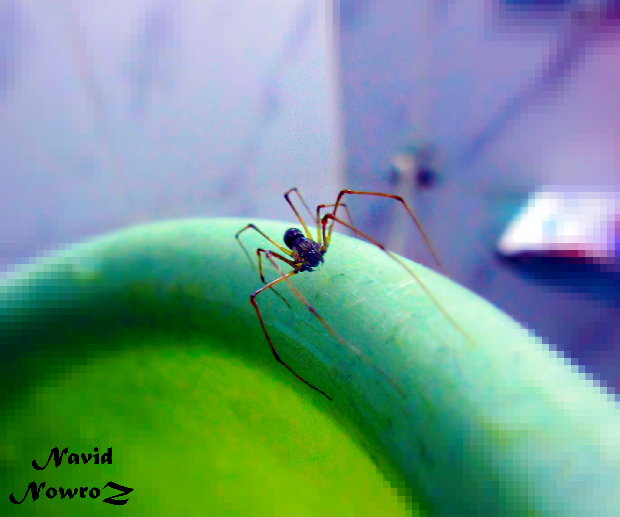 Canon PowerShot ELPH 170 IS (IXUS 170 / IXY 170) sample photo. Spiders - part 3 photography