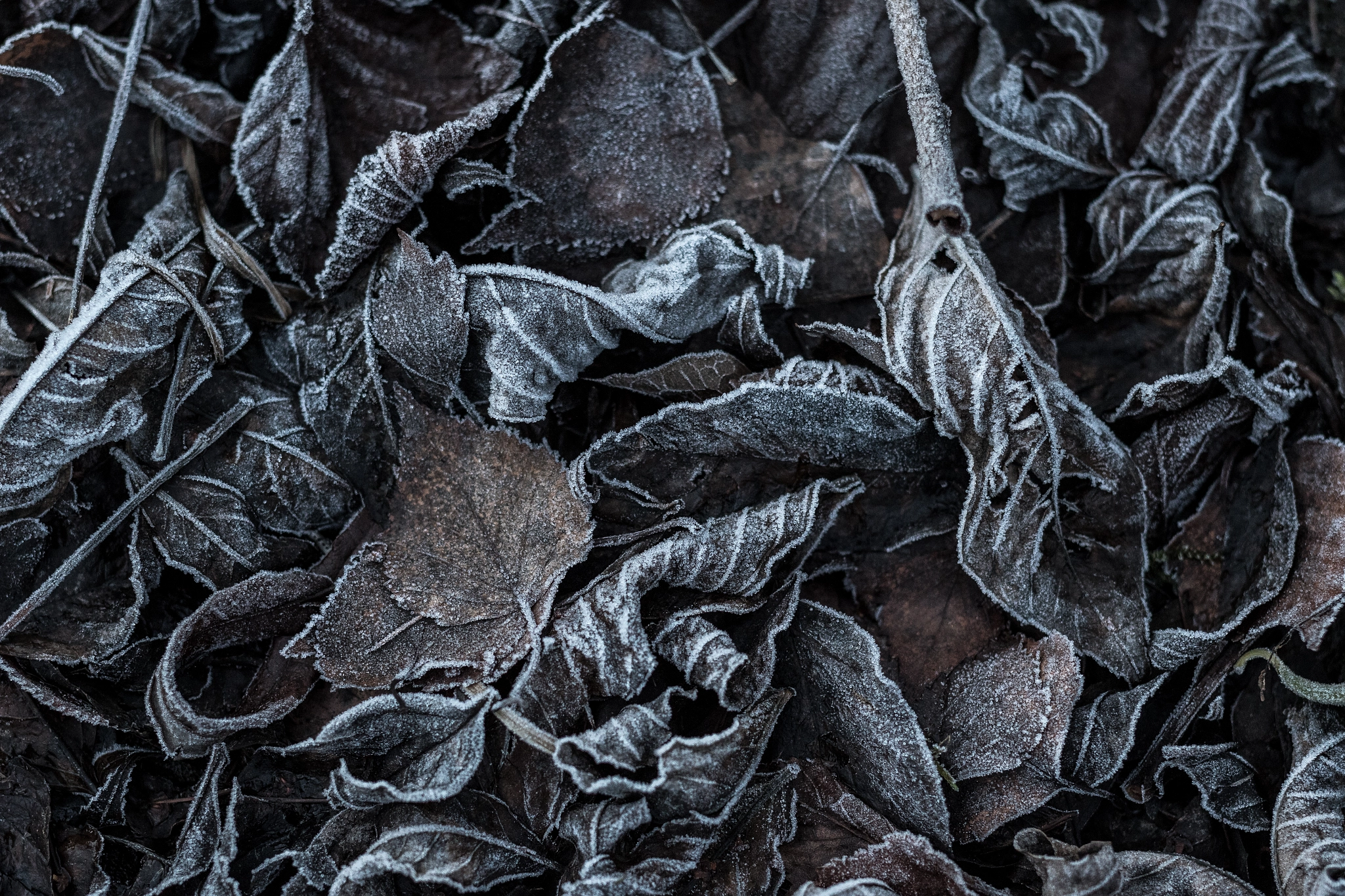 ZEISS Milvus 50mm F1.4 sample photo. Frozen leaves photography