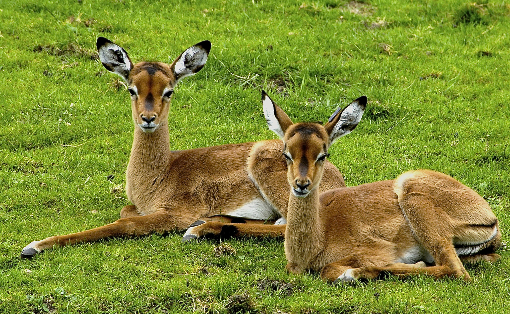 Nikon D2X sample photo. At the zoo photography