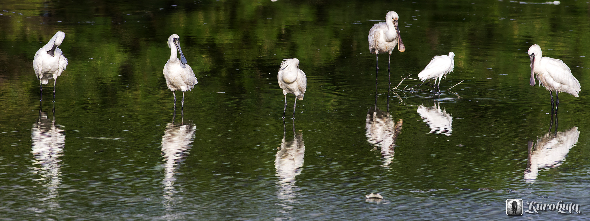Pentax smc DA* 300mm F4.0 ED (IF) SDM sample photo. Spoonbill photography