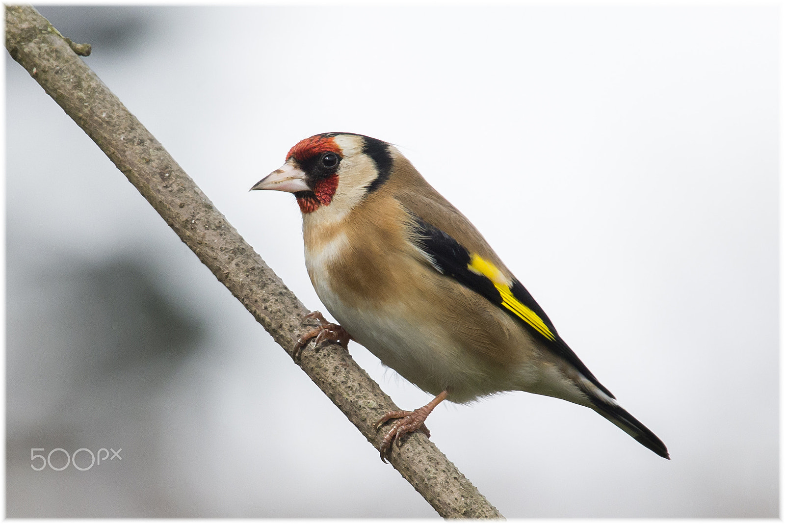 Sigma 50-500mm F4.5-6.3 DG OS HSM sample photo. Distelvink of putter photography
