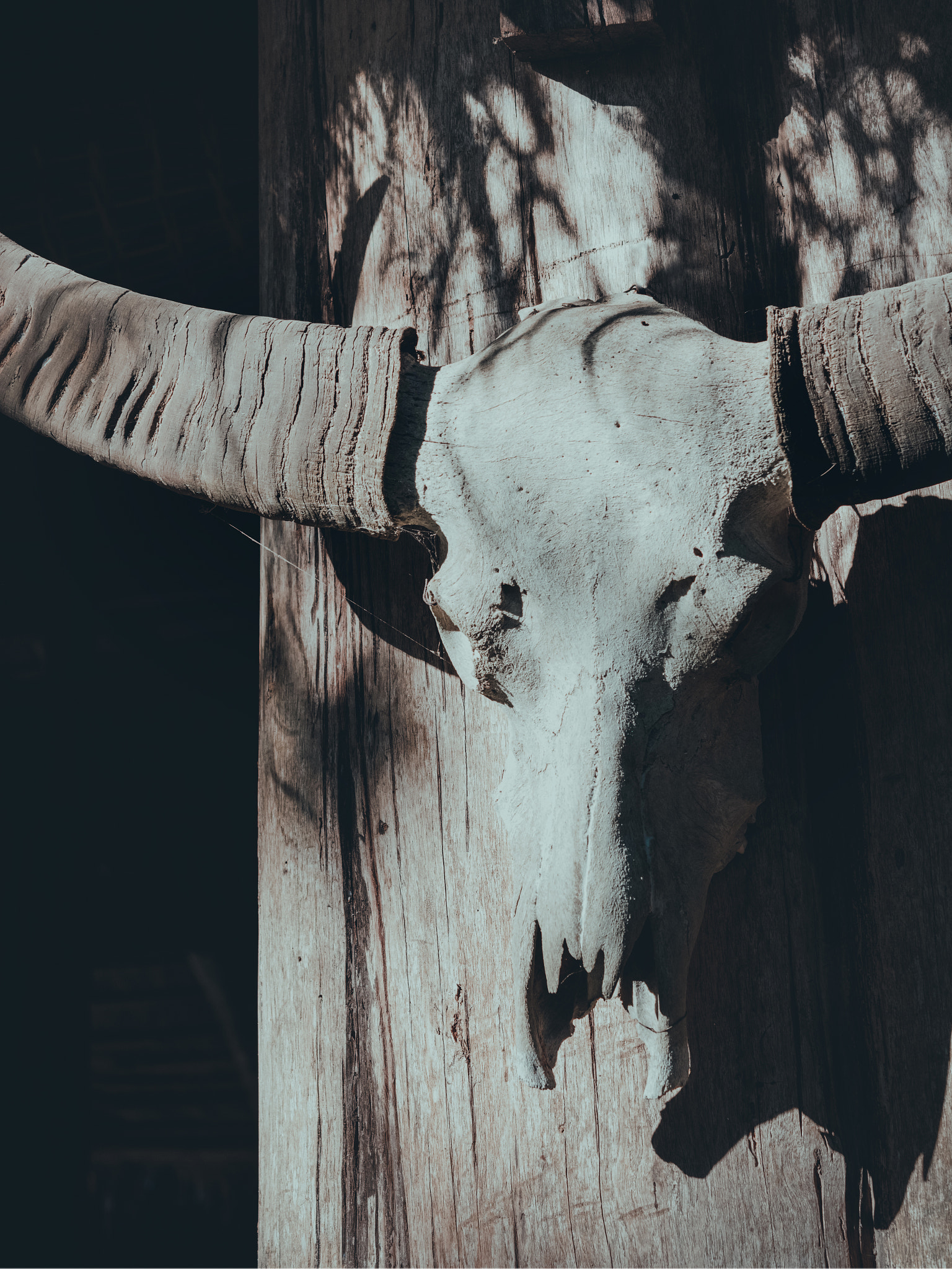 Nikon AF-S Micro-Nikkor 60mm F2.8G ED sample photo. Skull of buffalo in baan dam photography
